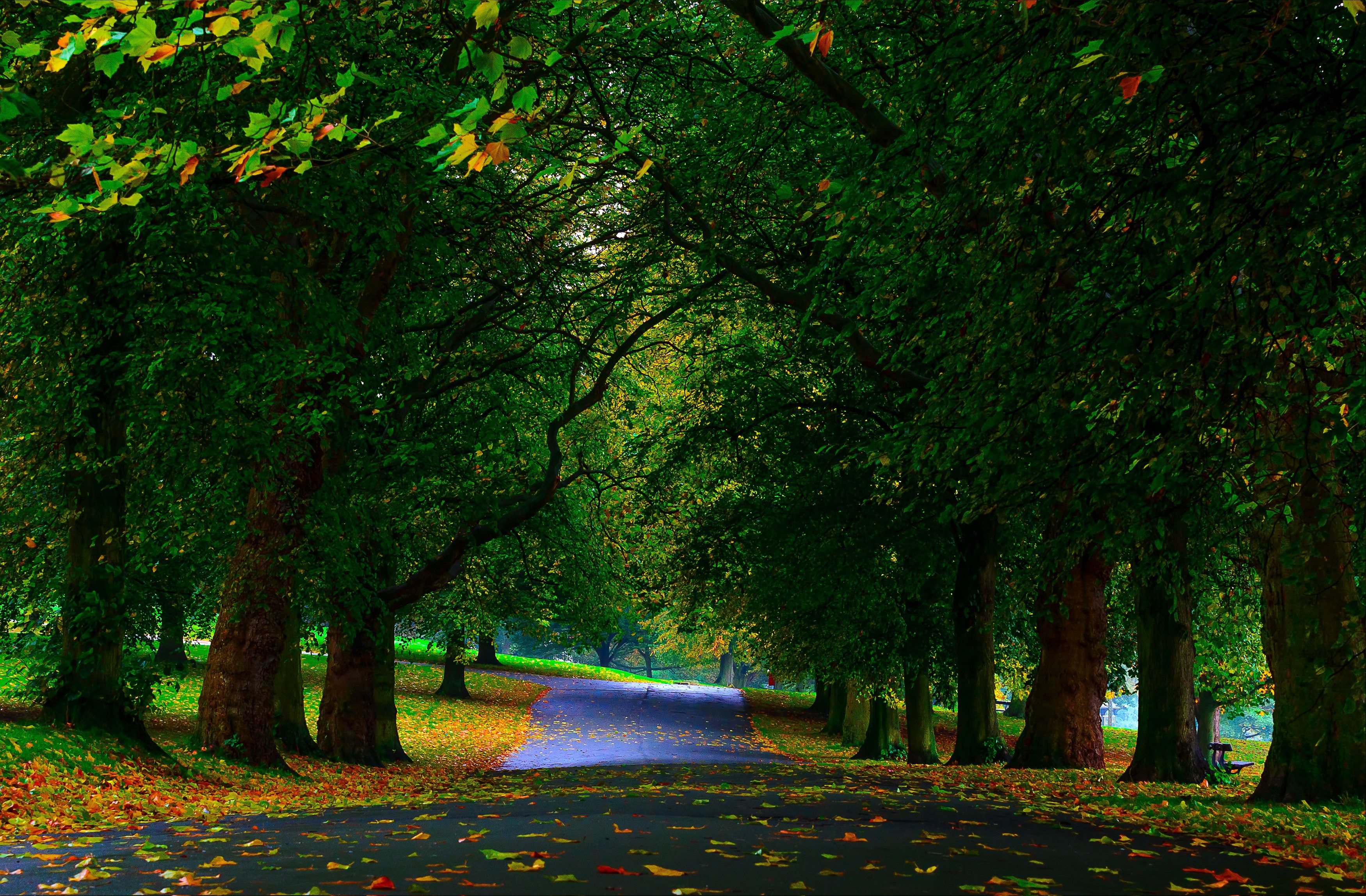 Tree-lined park road with fallen leaves HD Wallpaper