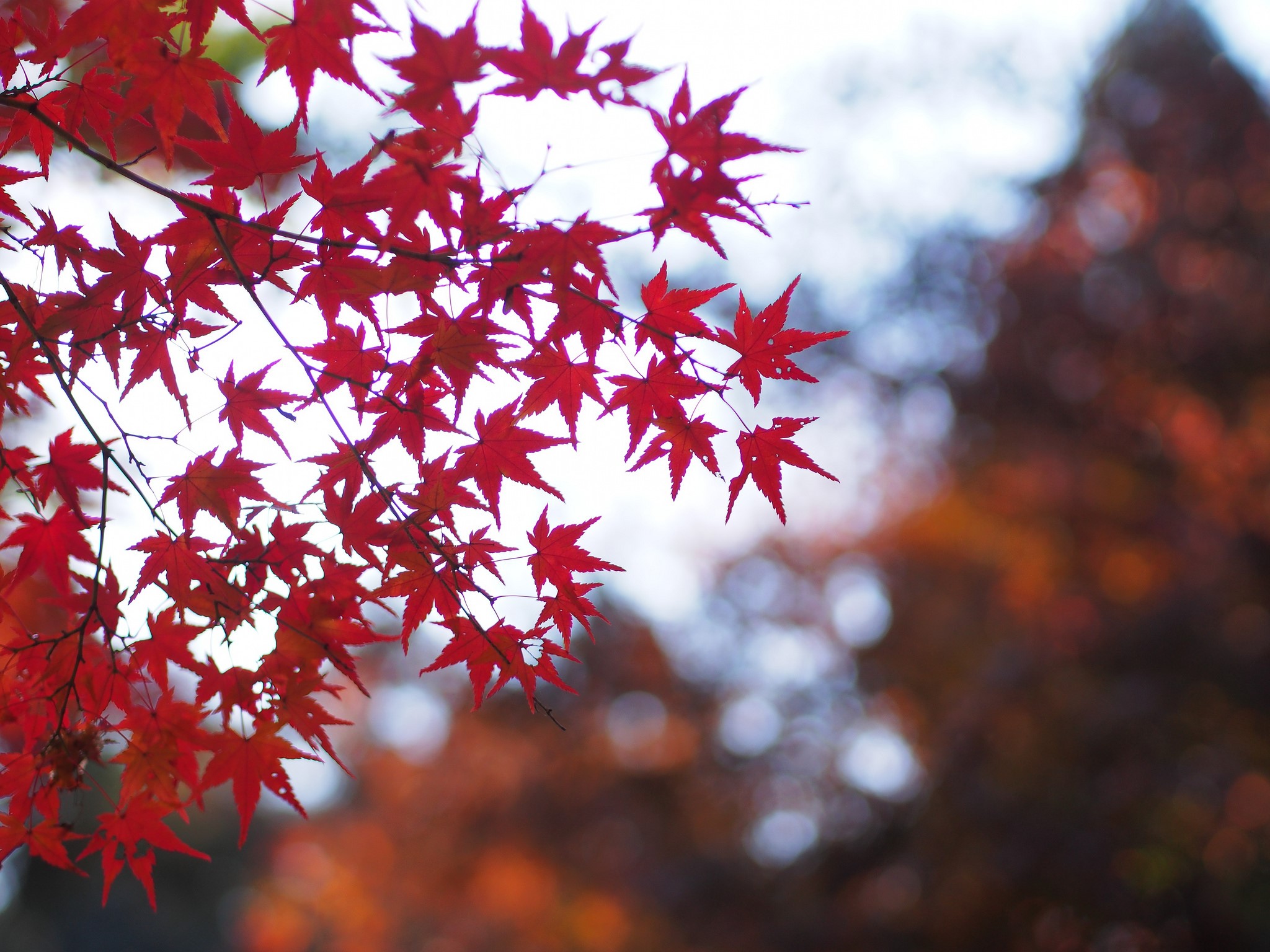 Red Maple Leaves in Autumn HD Wallpaper