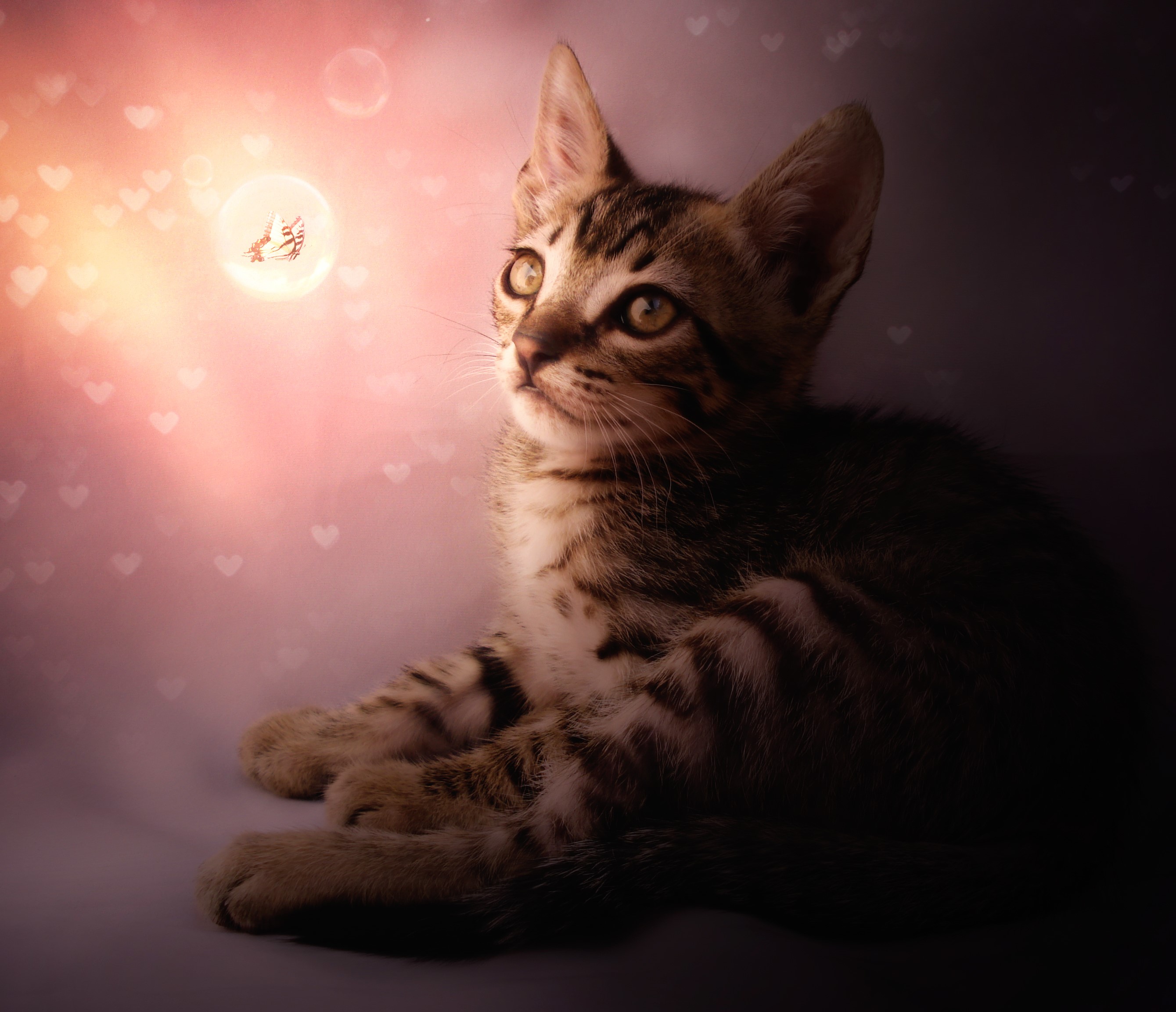 Kitten looking at a butterfly in a bubble HD Wallpaper