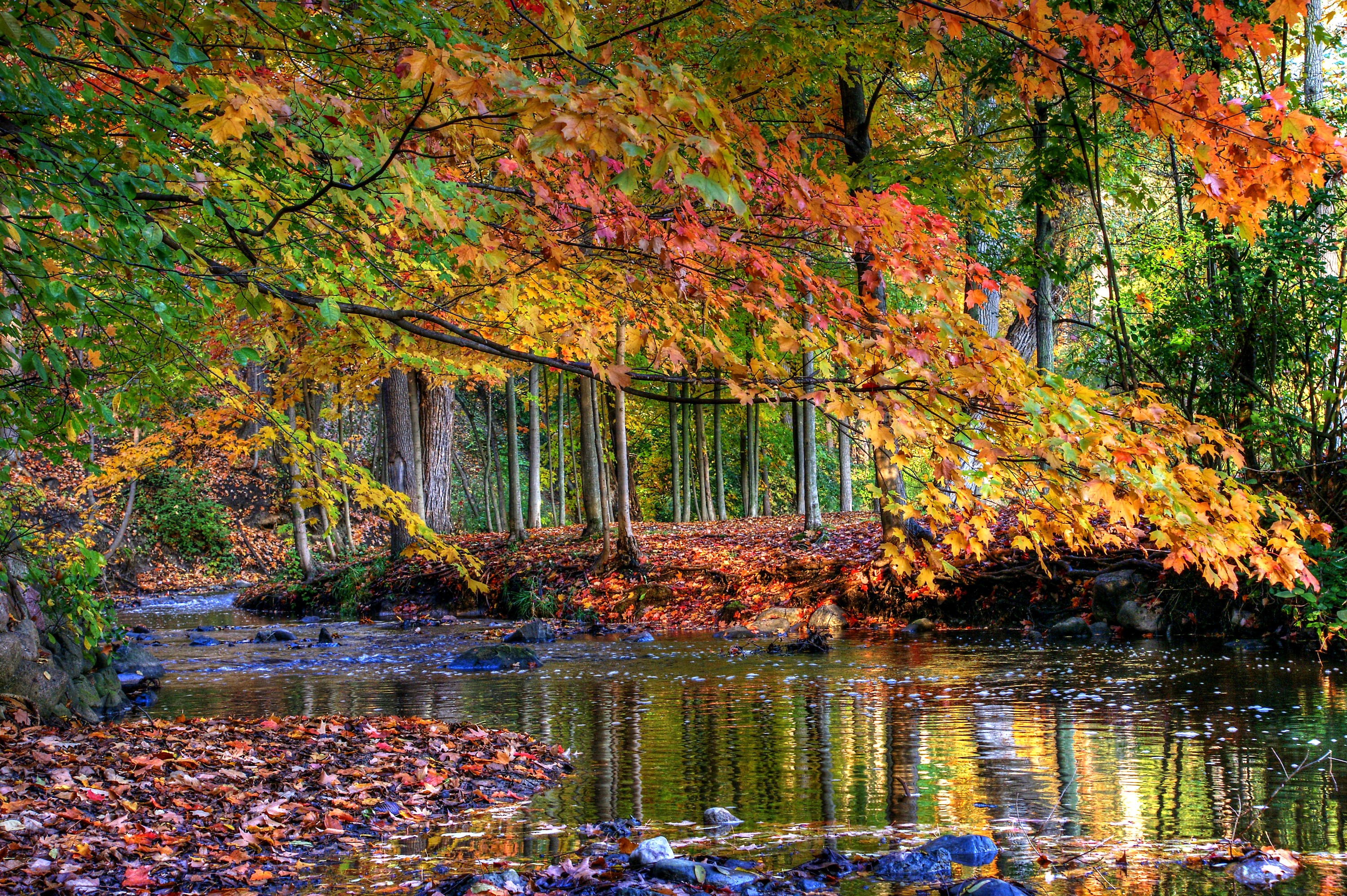 Autumn forest stream with colorful foliage HD Wallpaper