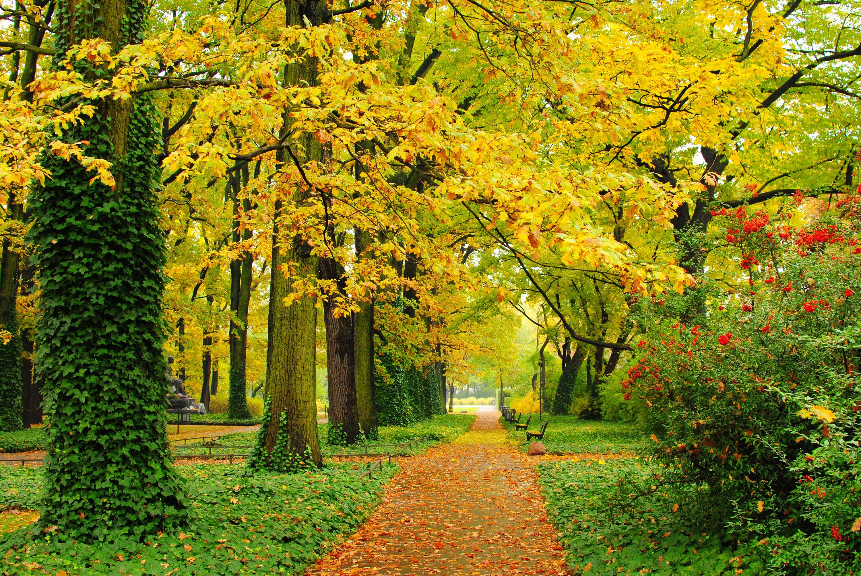 Autumn park path with yellow trees and red bushes HD Wallpaper