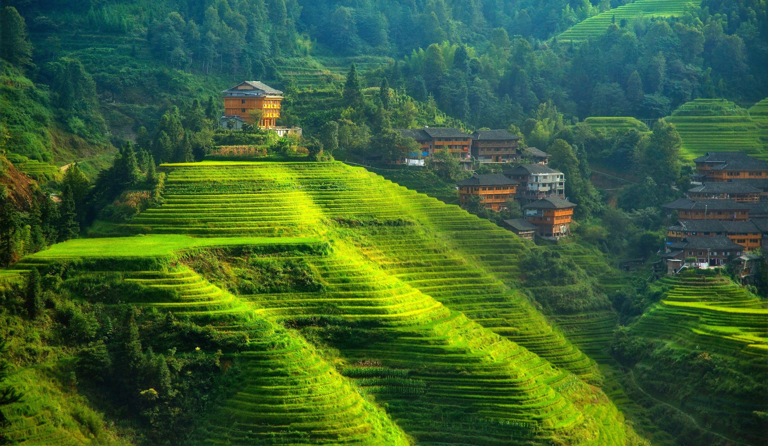 Terraced rice fields and traditional houses on a hillside HD Wallpaper