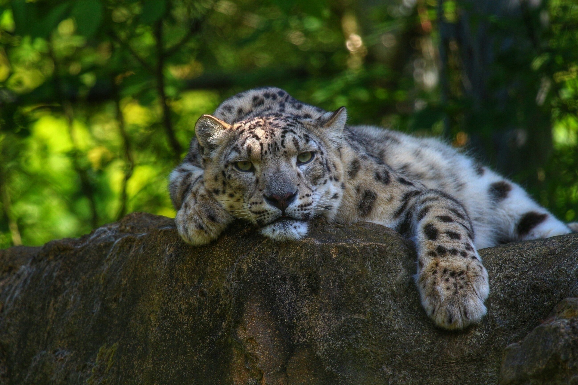 Snow leopard resting on a rock HD Wallpaper