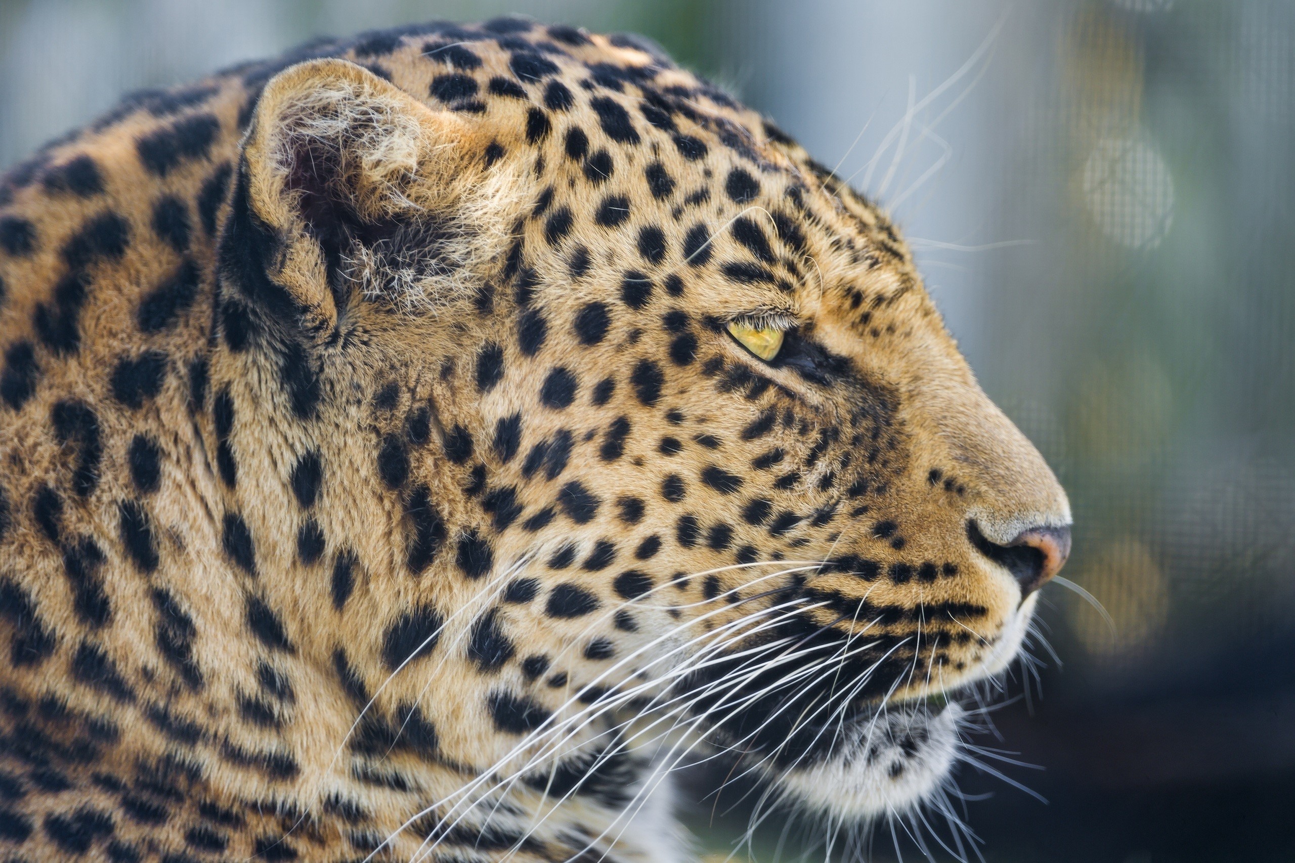Leopard's face with black spots and yellow eyes HD Wallpaper