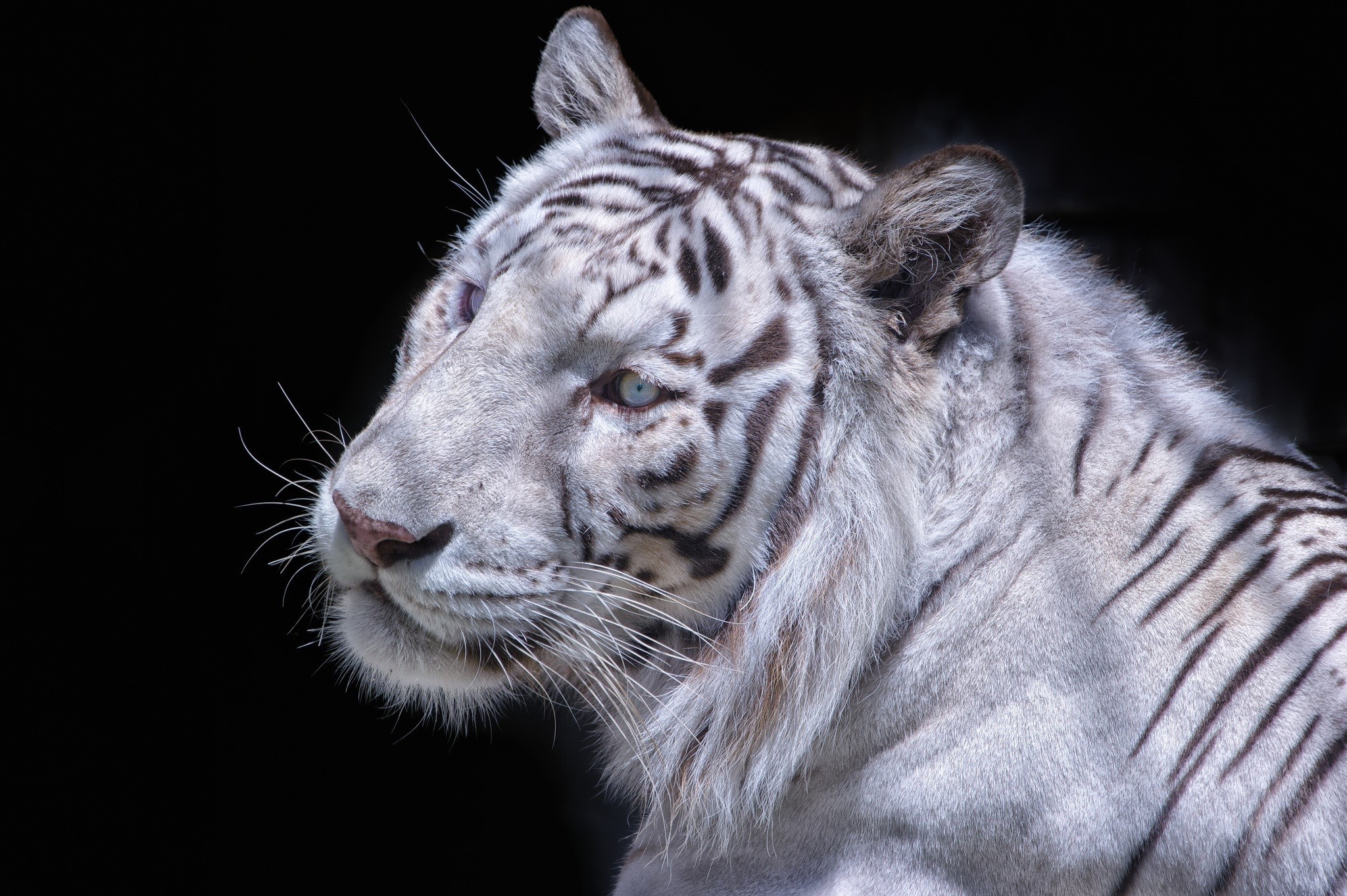 Close-up of a white tiger's face HD Wallpaper