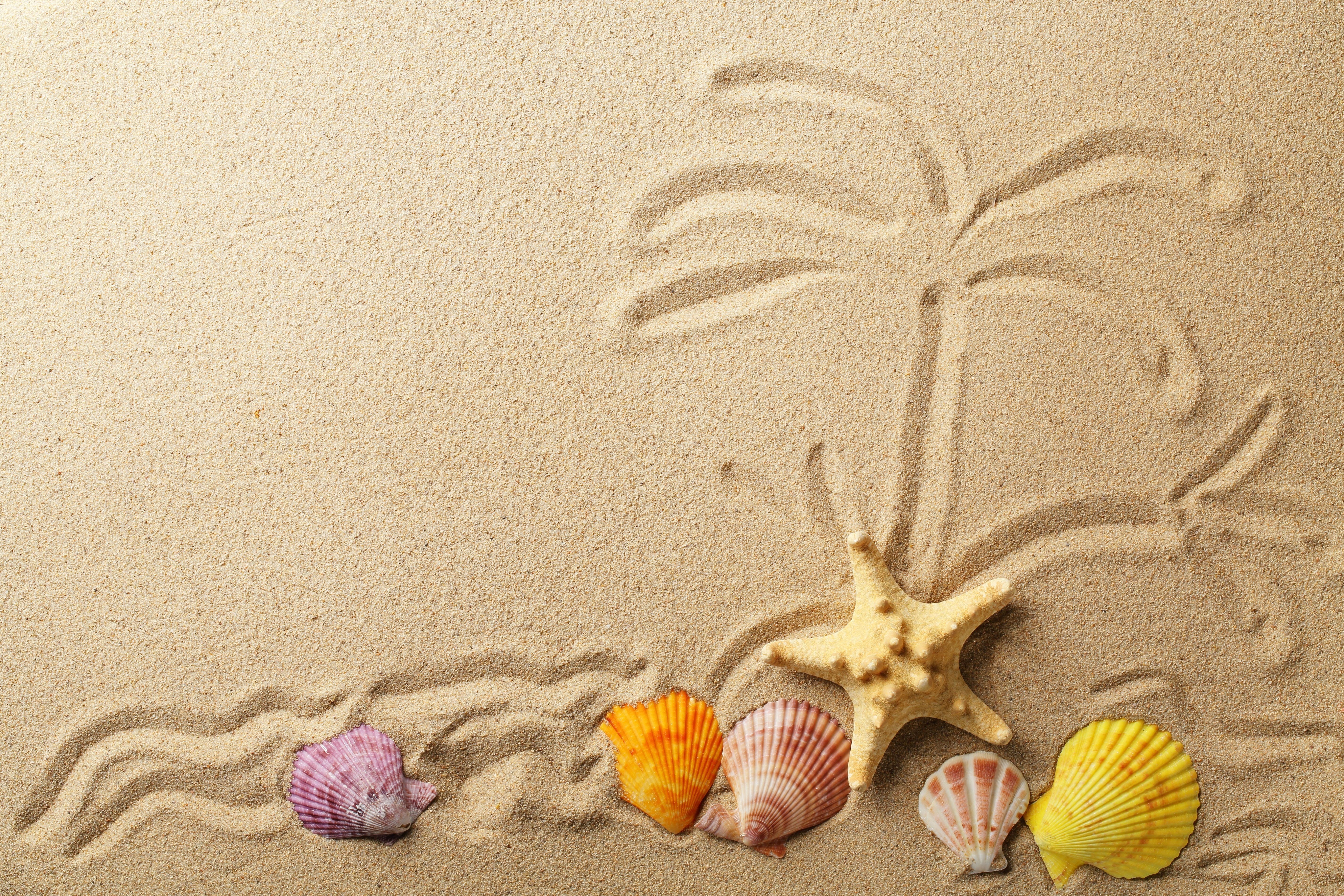 Shells and Starfish on Sand with Palm Tree Drawing HD Wallpaper
