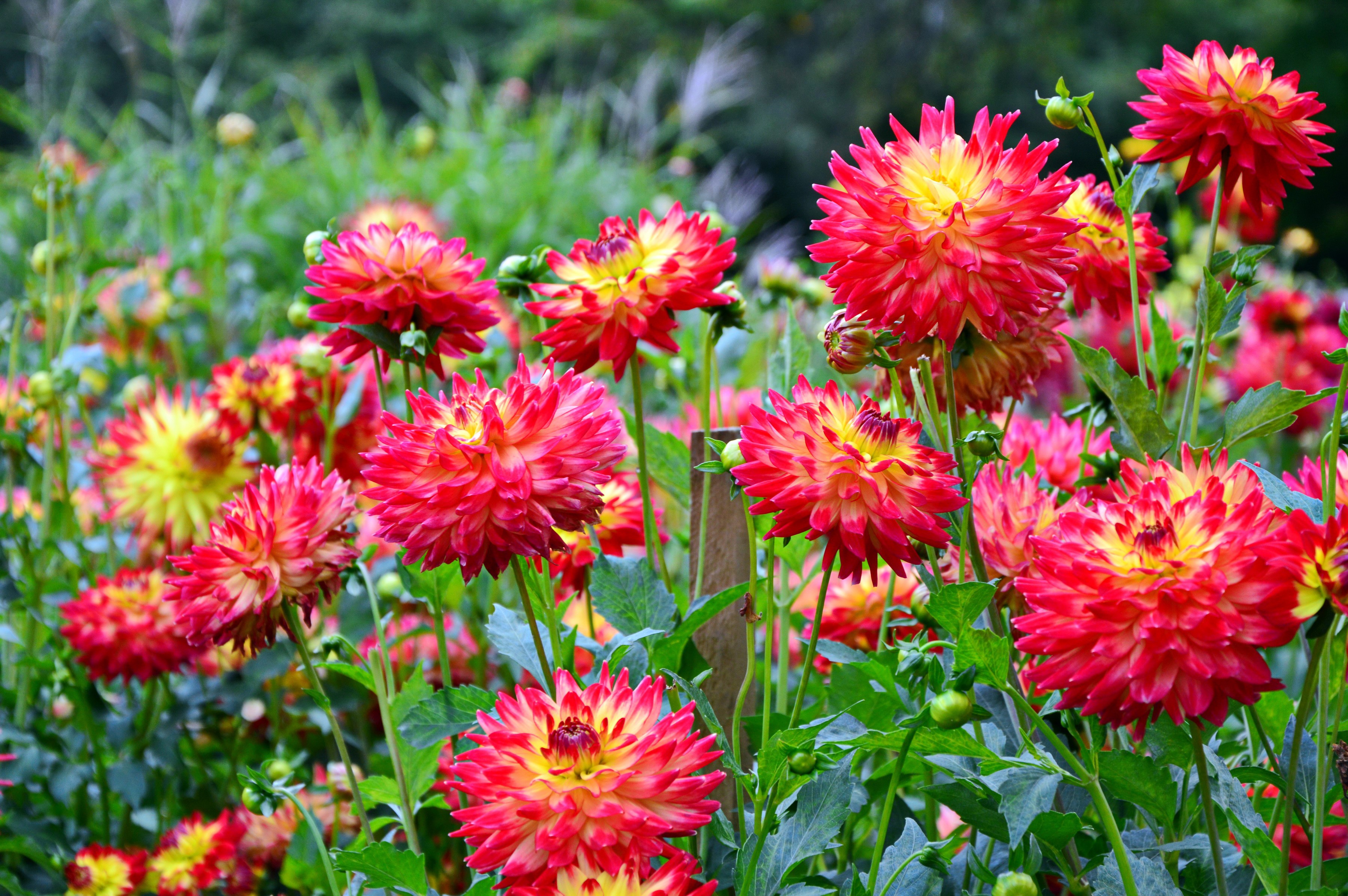Many red and yellow dahlias in a garden HD Wallpaper