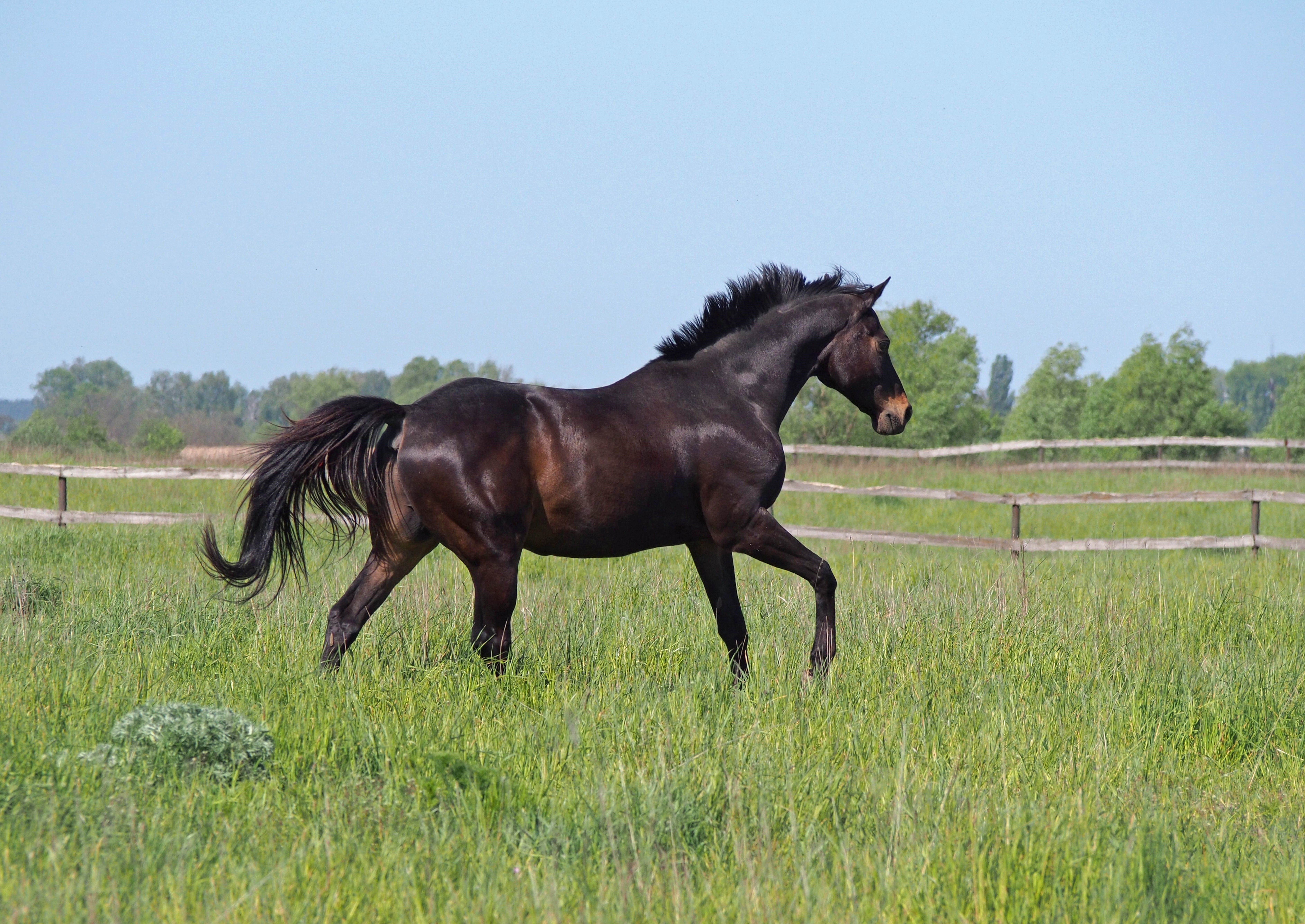 Dark brown horse running in a grassy field HD Wallpaper