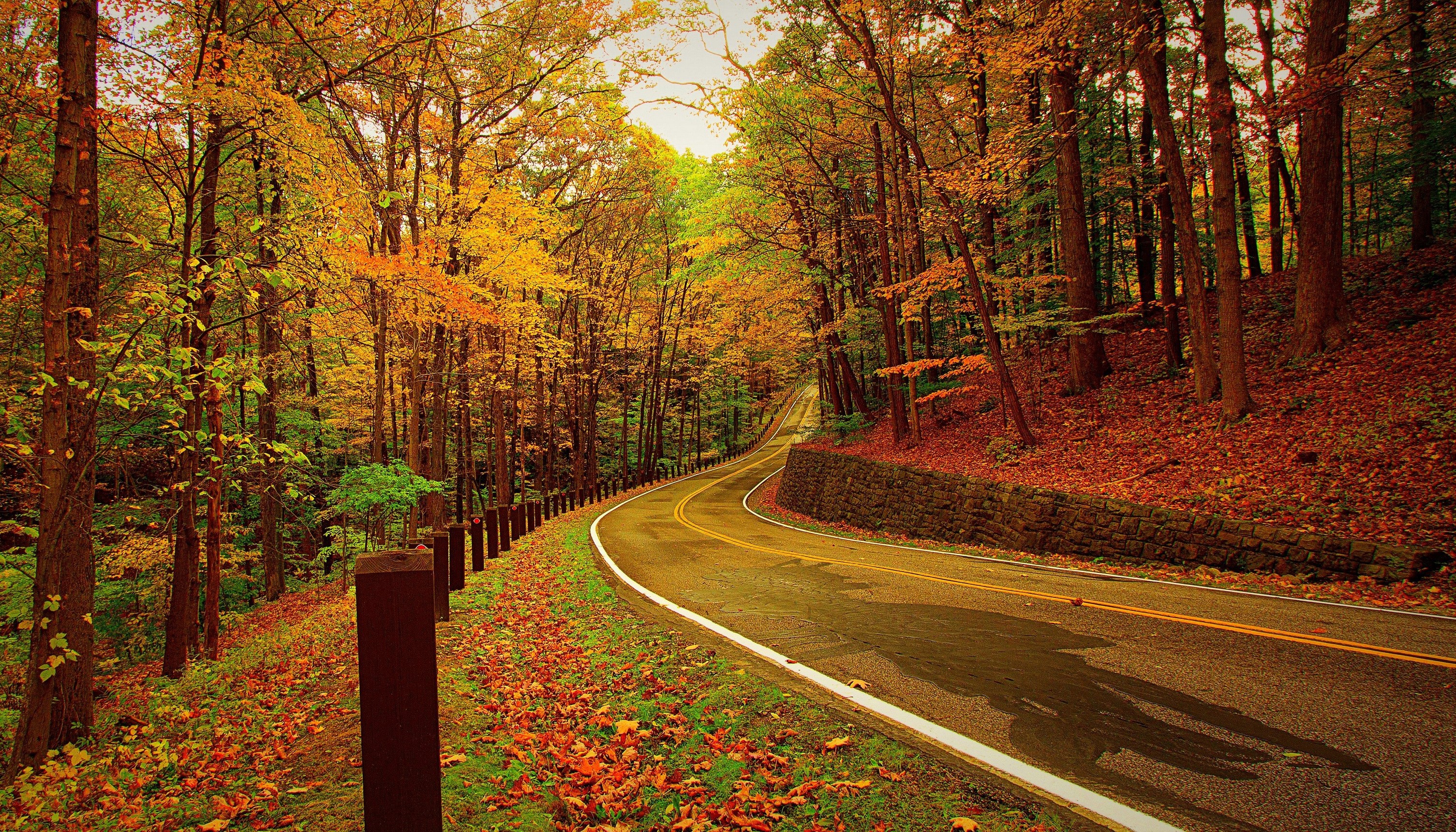 Winding Road Through Autumn Forest HD Wallpaper