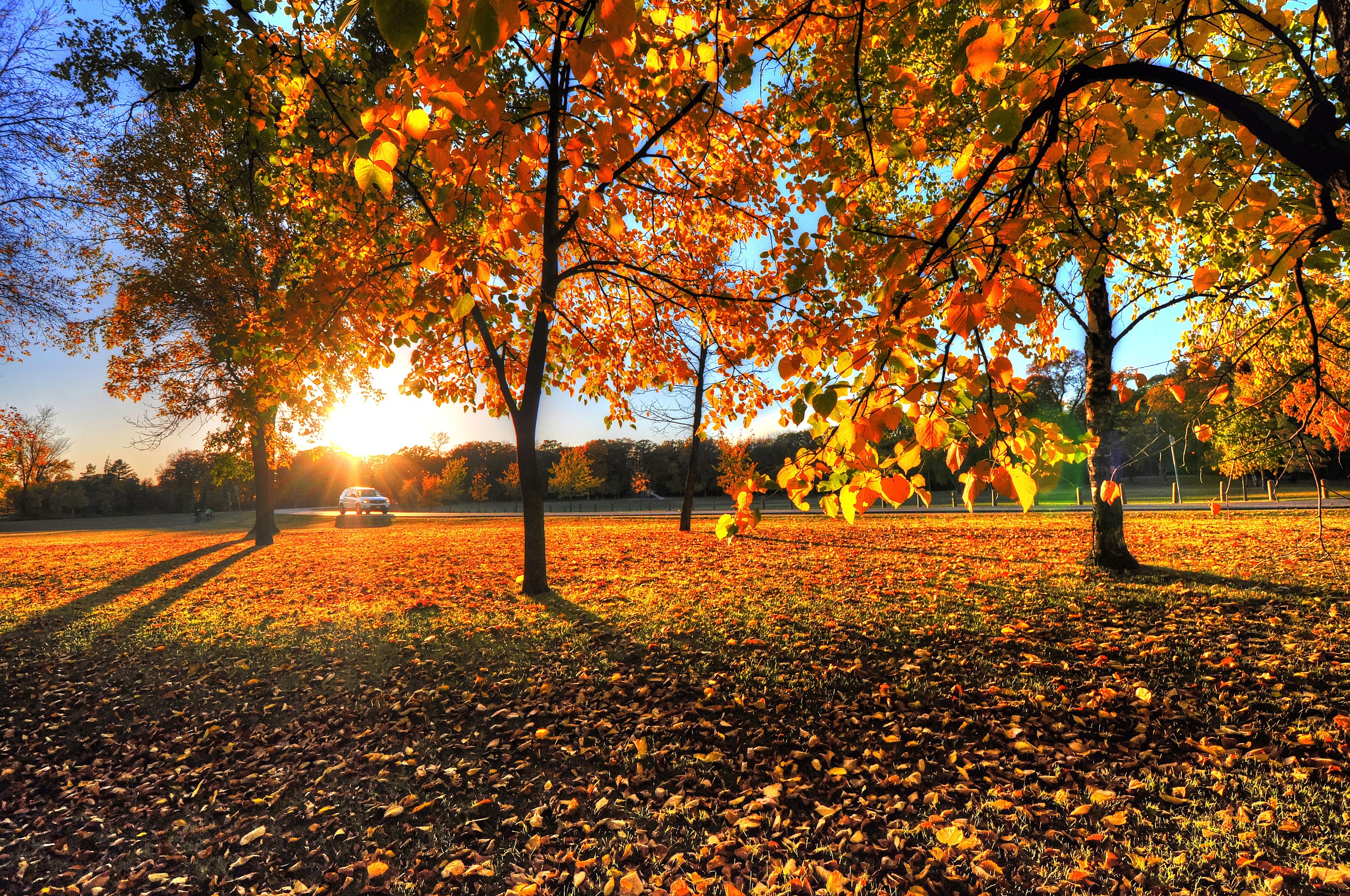 Autumn park with trees and fallen leaves at sunset HD Wallpaper