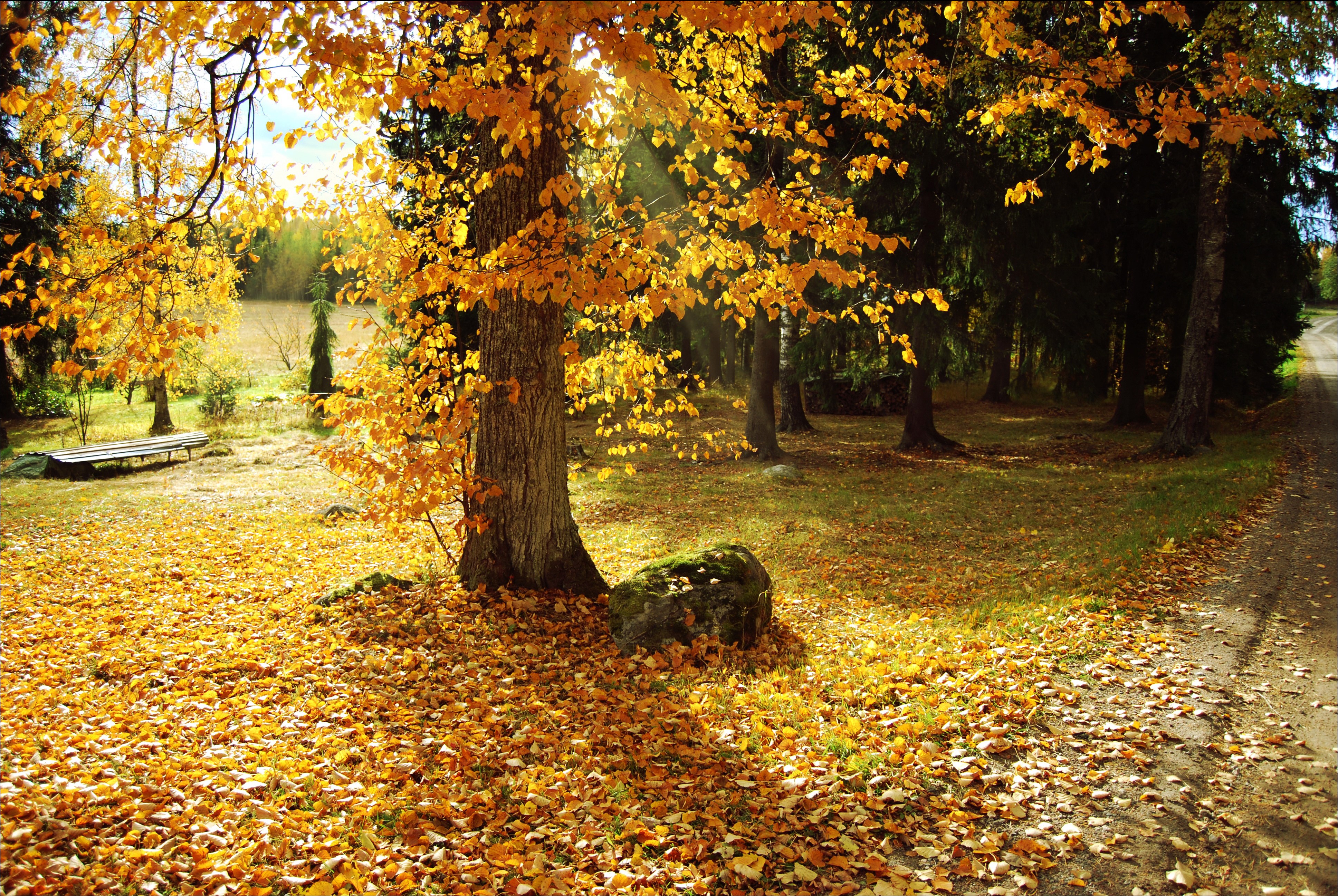 Autumn park with fallen leaves and trees HD Wallpaper