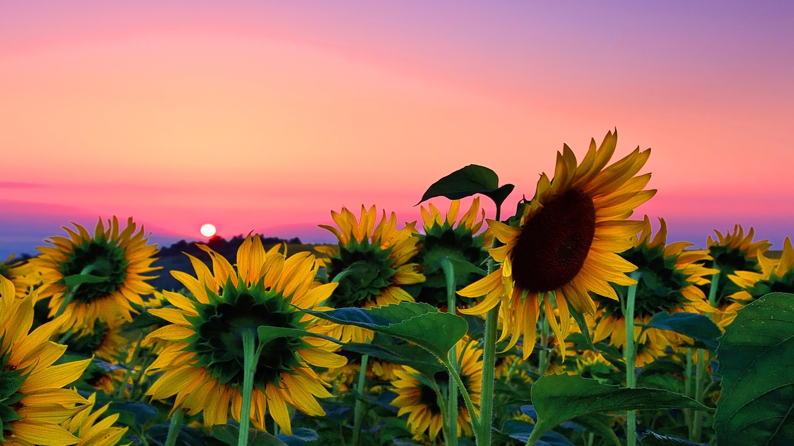 Field of sunflowers at sunset HD Wallpaper