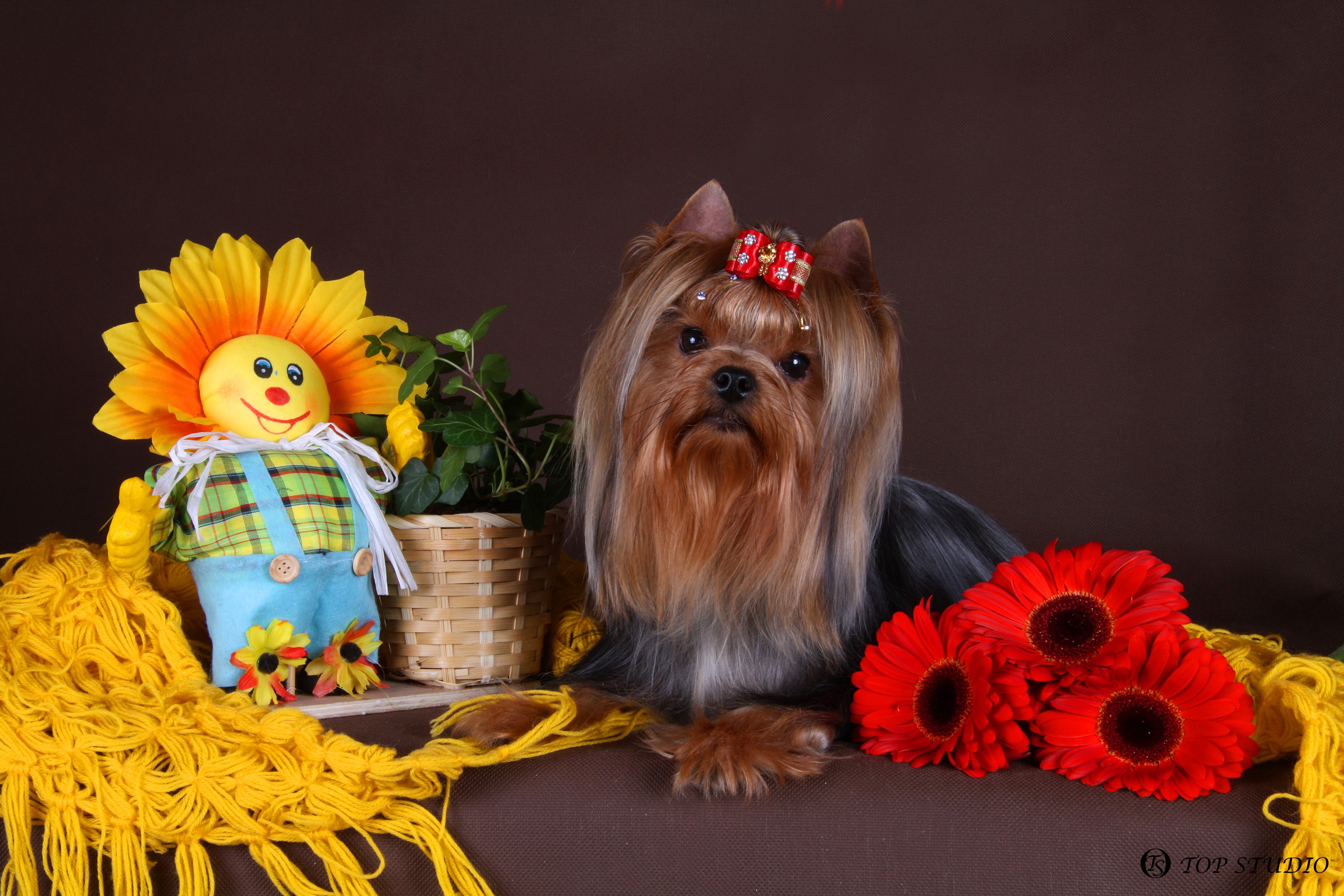 Yorkshire Terrier with Flowers and Toy HD Wallpaper
