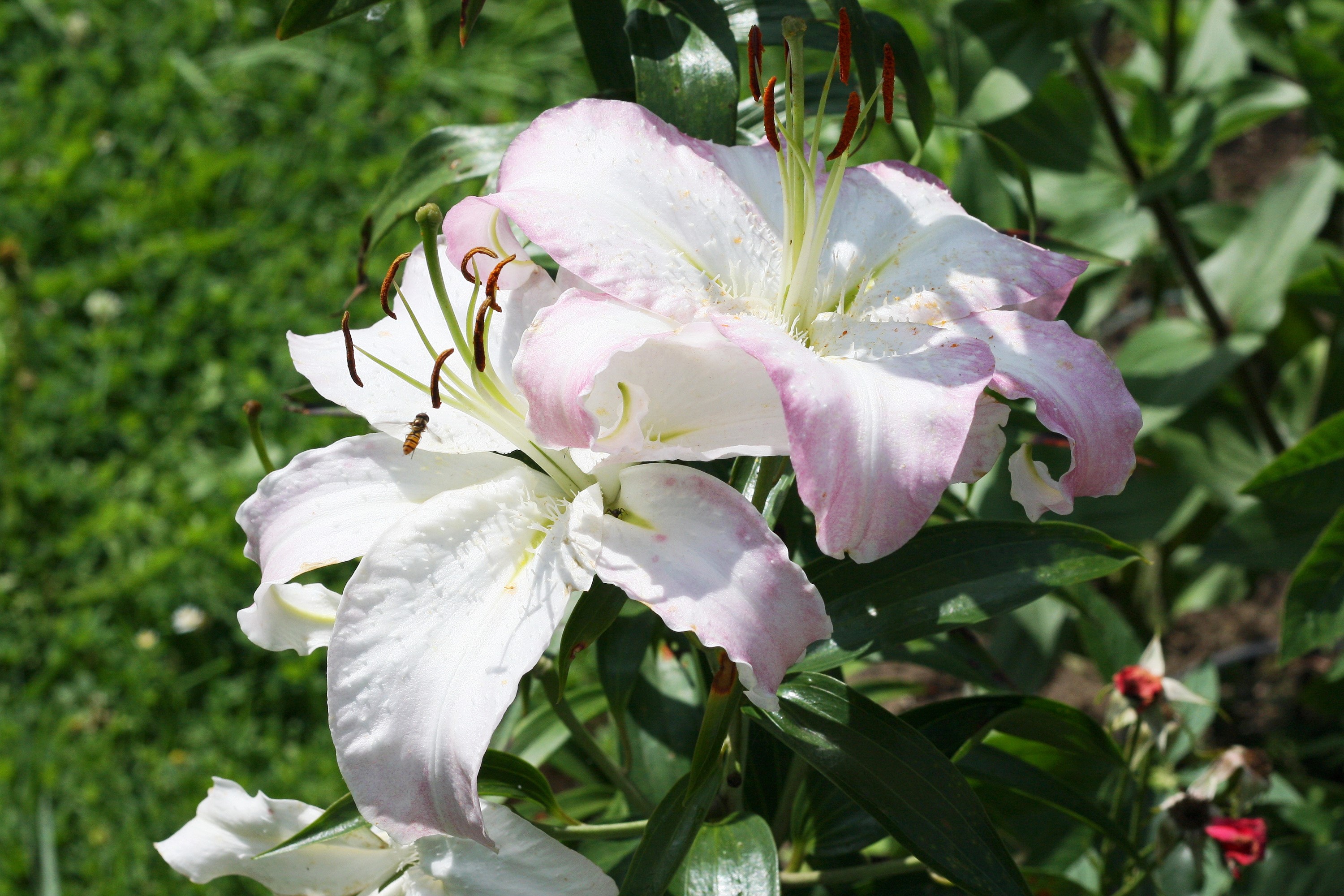 Close-up of two white and pink lilies with a bee HD Wallpaper
