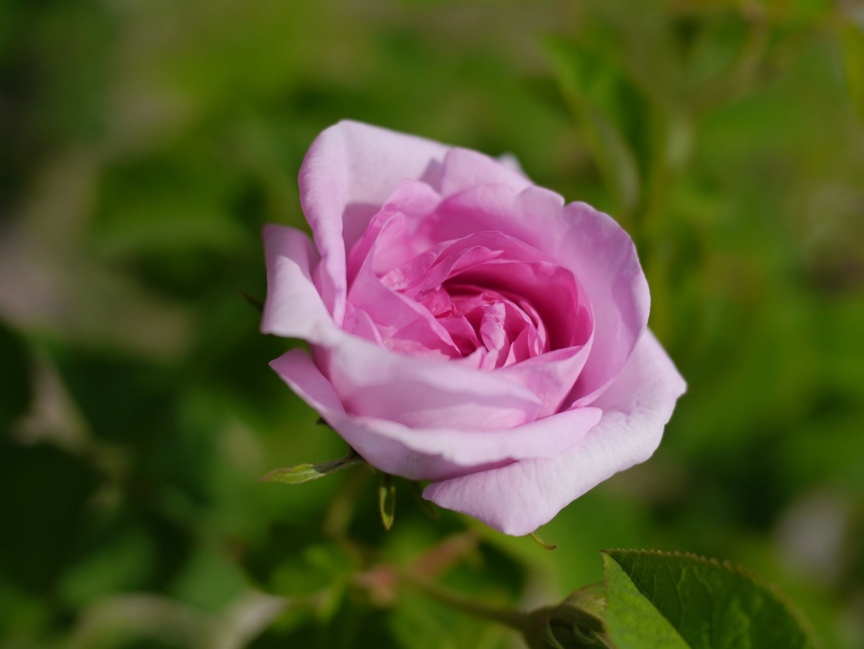 Pink rose in bloom with green foliage HD Wallpaper