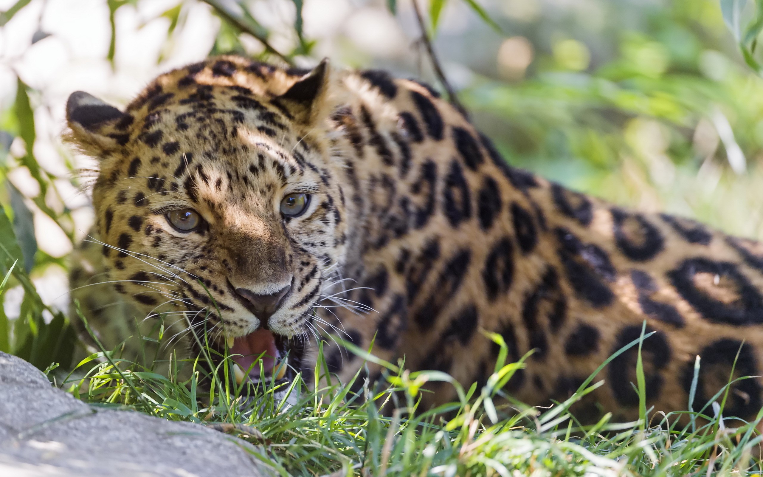 Leopard with open mouth in grass HD Wallpaper
