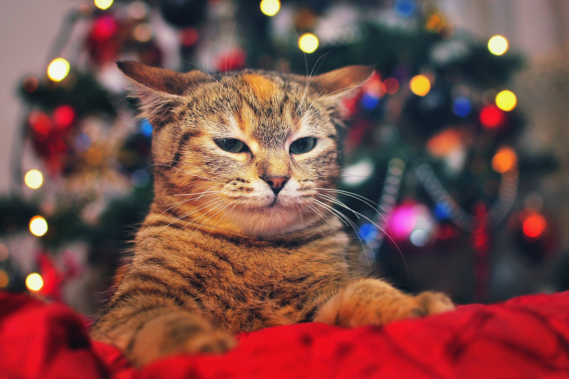 Cat in front of a Christmas tree HD Wallpaper
