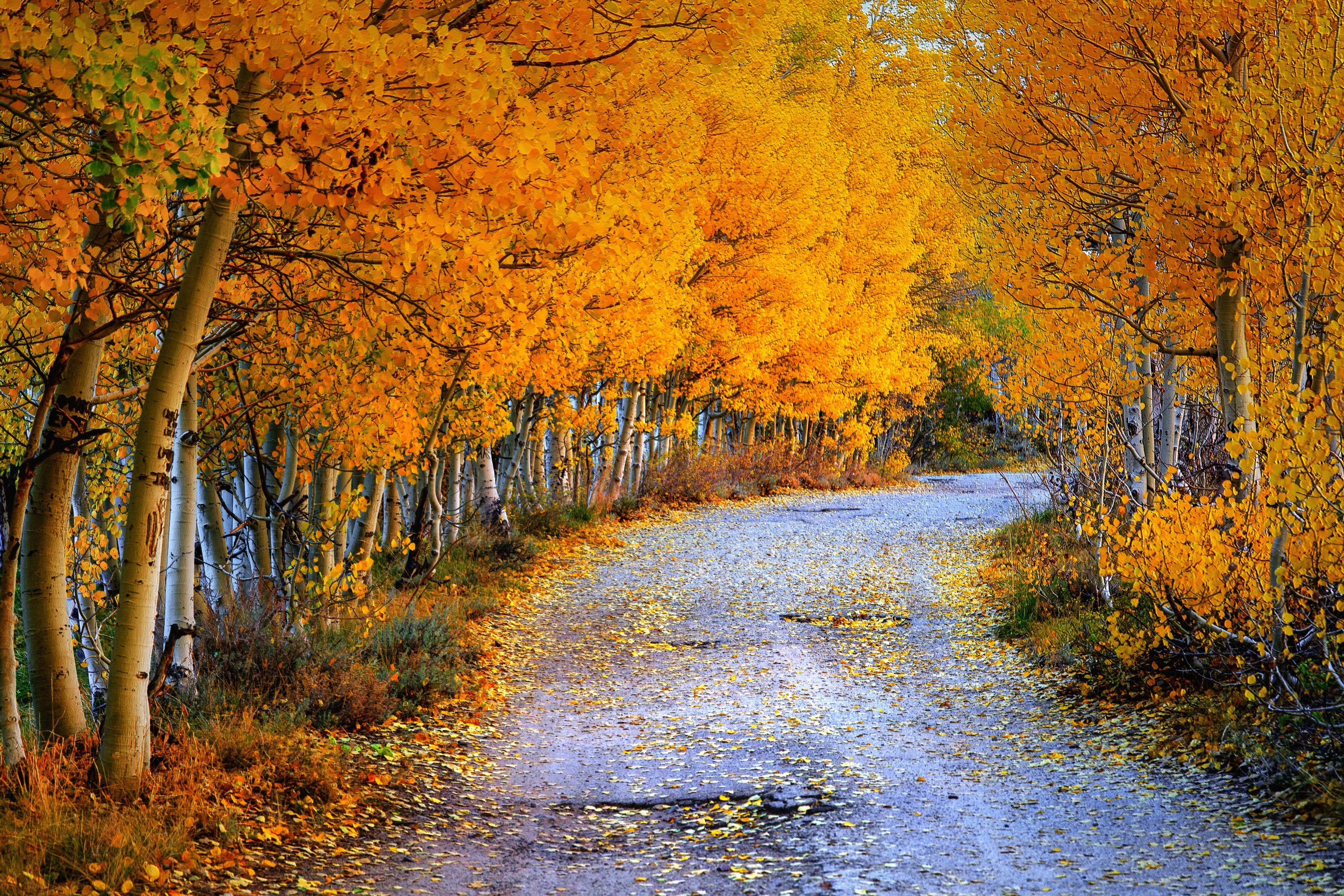 Autumn road lined with golden birch trees HD Wallpaper