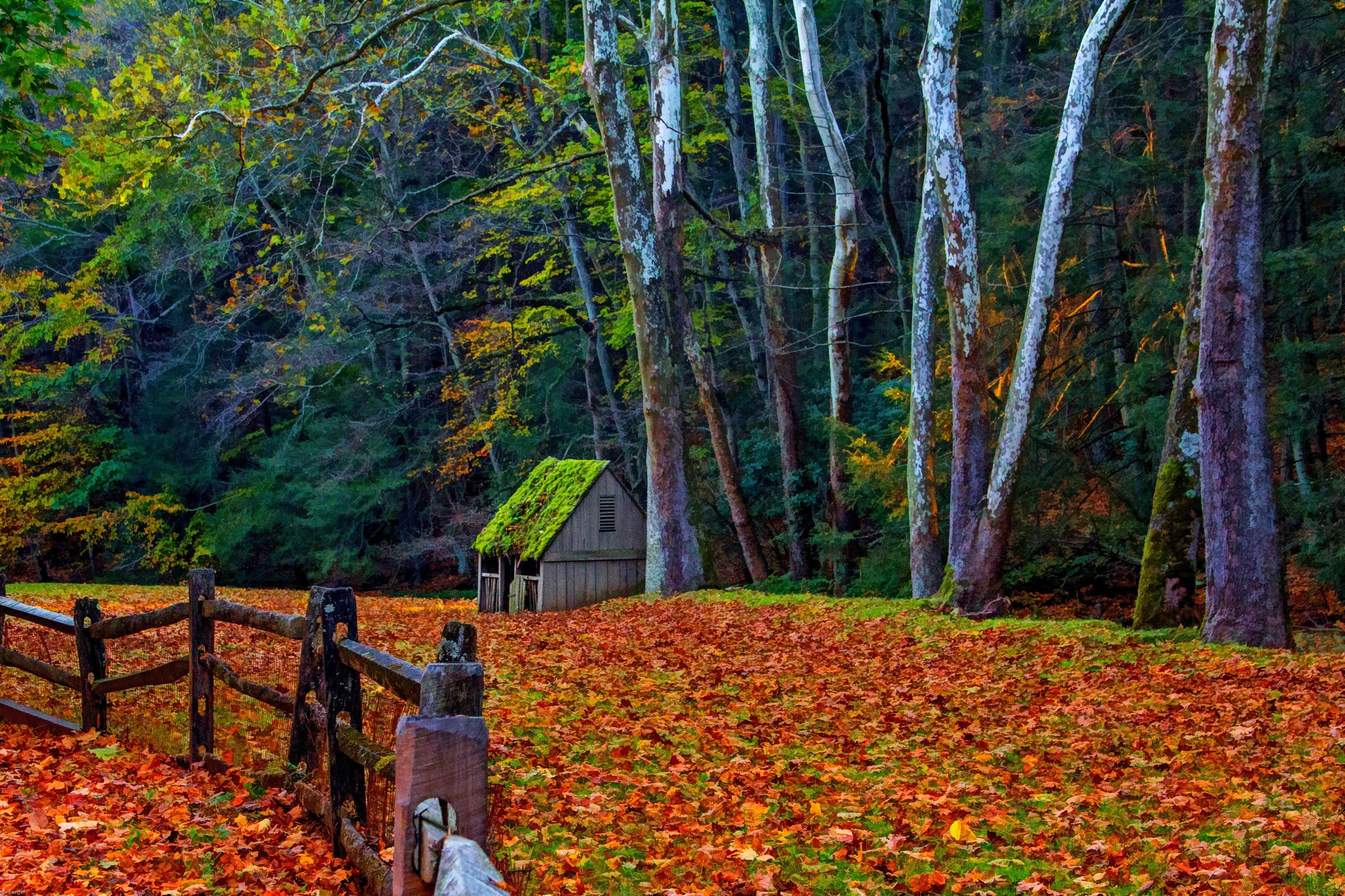 Autumn forest with a small wooden cabin and fallen leaves HD Wallpaper