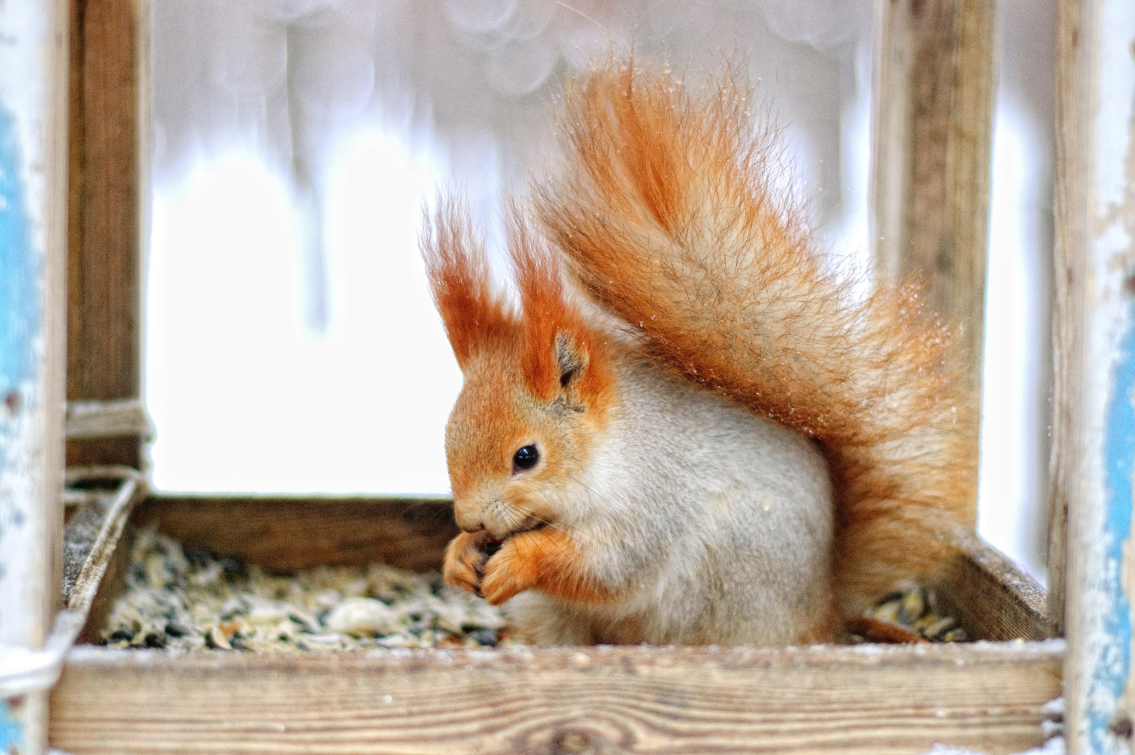 Squirrel eating seeds in a wooden feeder in winter HD Wallpaper