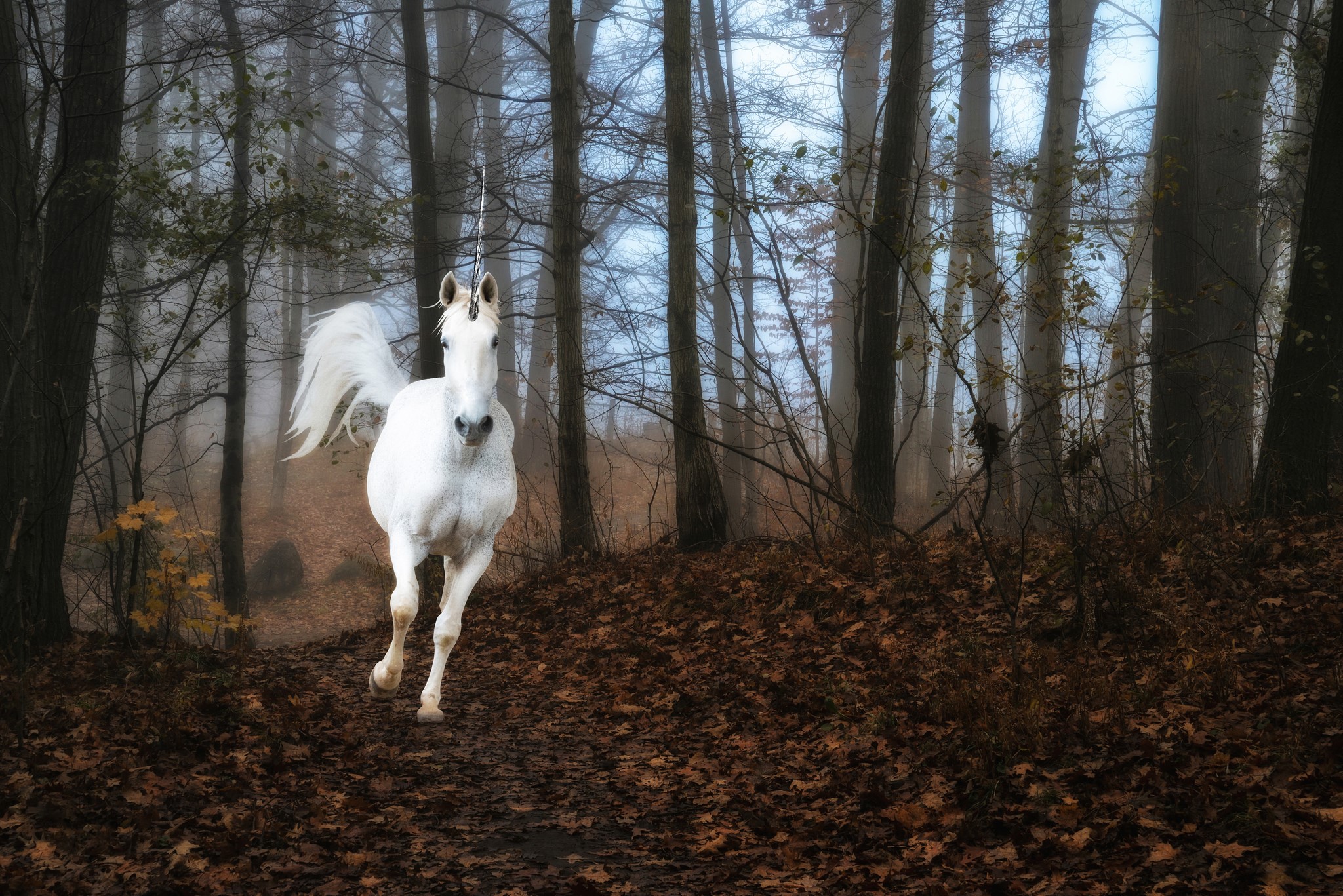 White unicorn running through a misty forest HD Wallpaper
