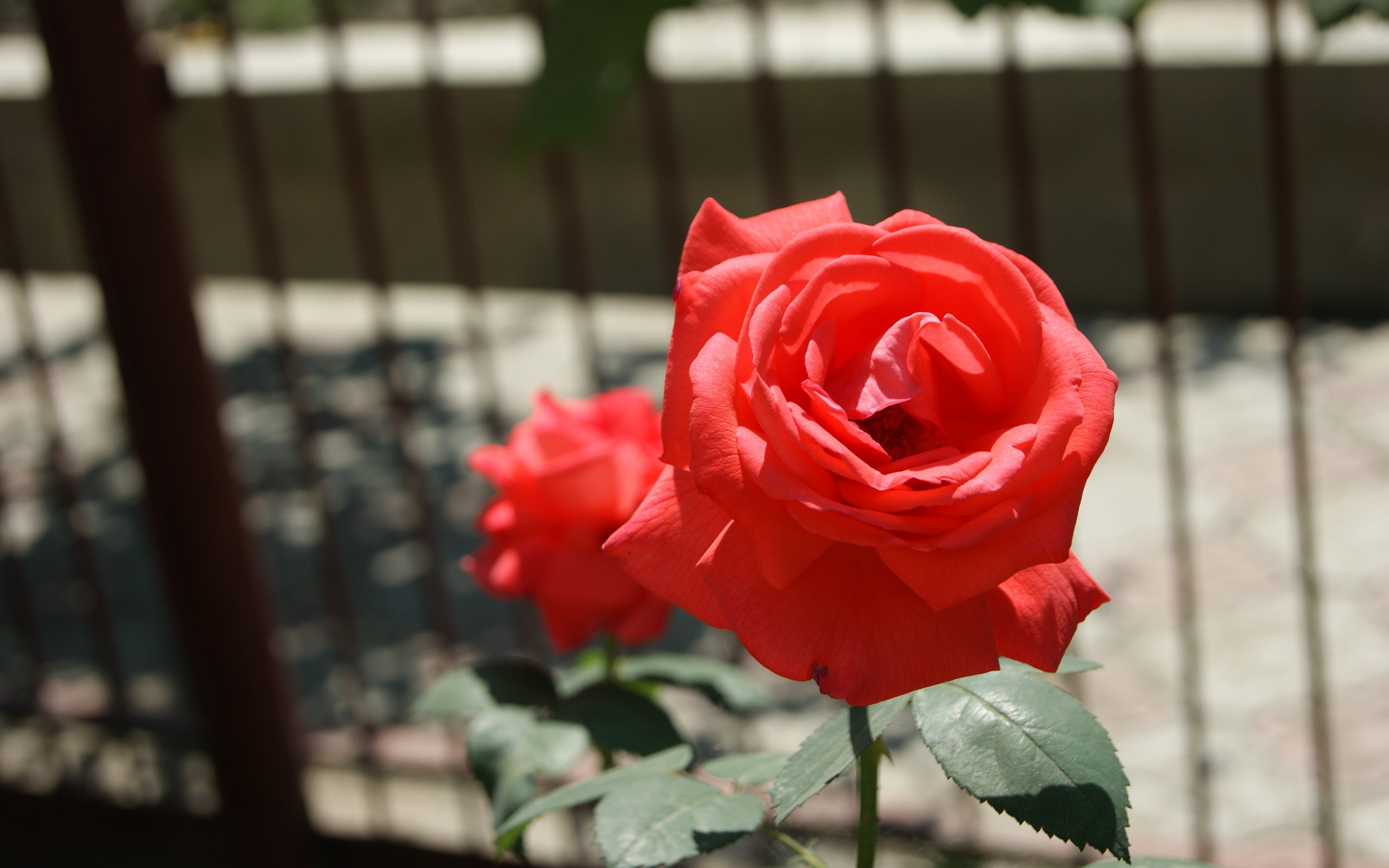 Two red roses in a garden HD Wallpaper