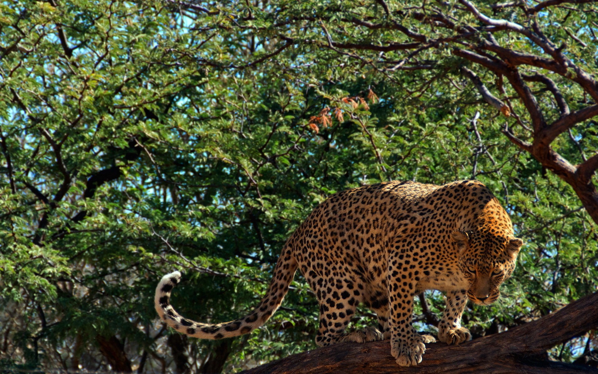 Leopard perched on a tree branch HD Wallpaper