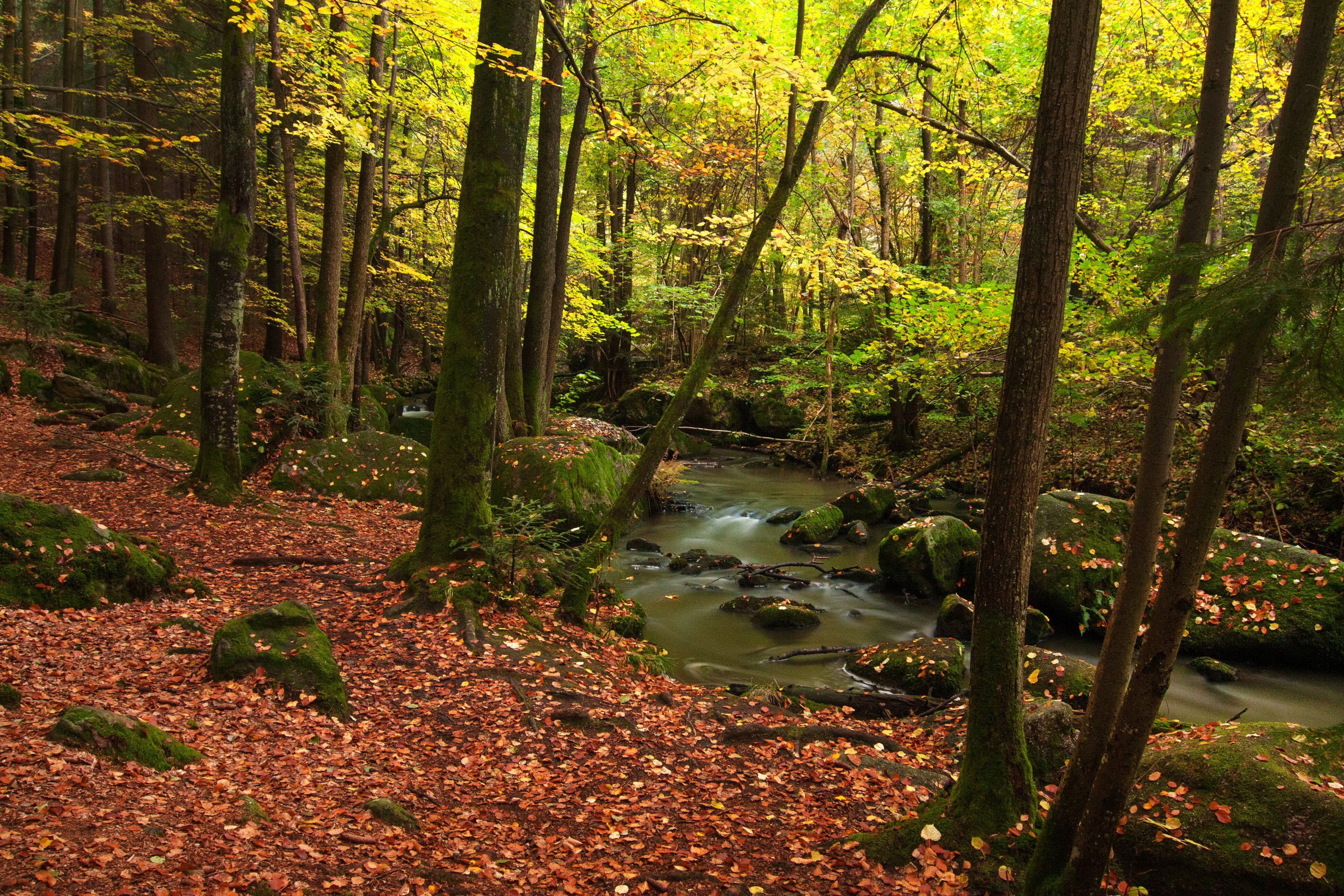 Autumn forest with a stream and fallen leaves in Bavaria, Germany HD Wallpaper