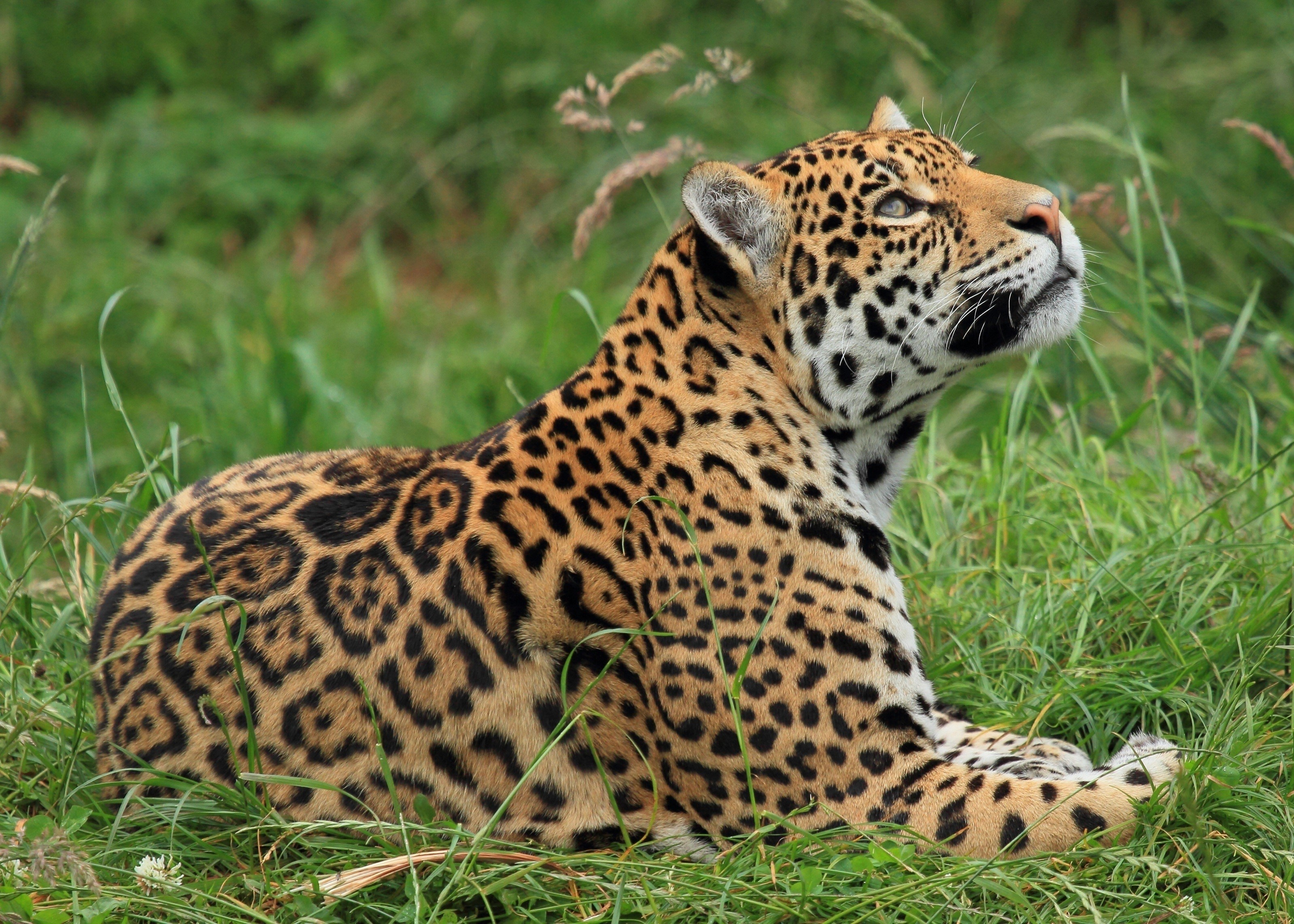 Jaguar lying in green grass HD Wallpaper