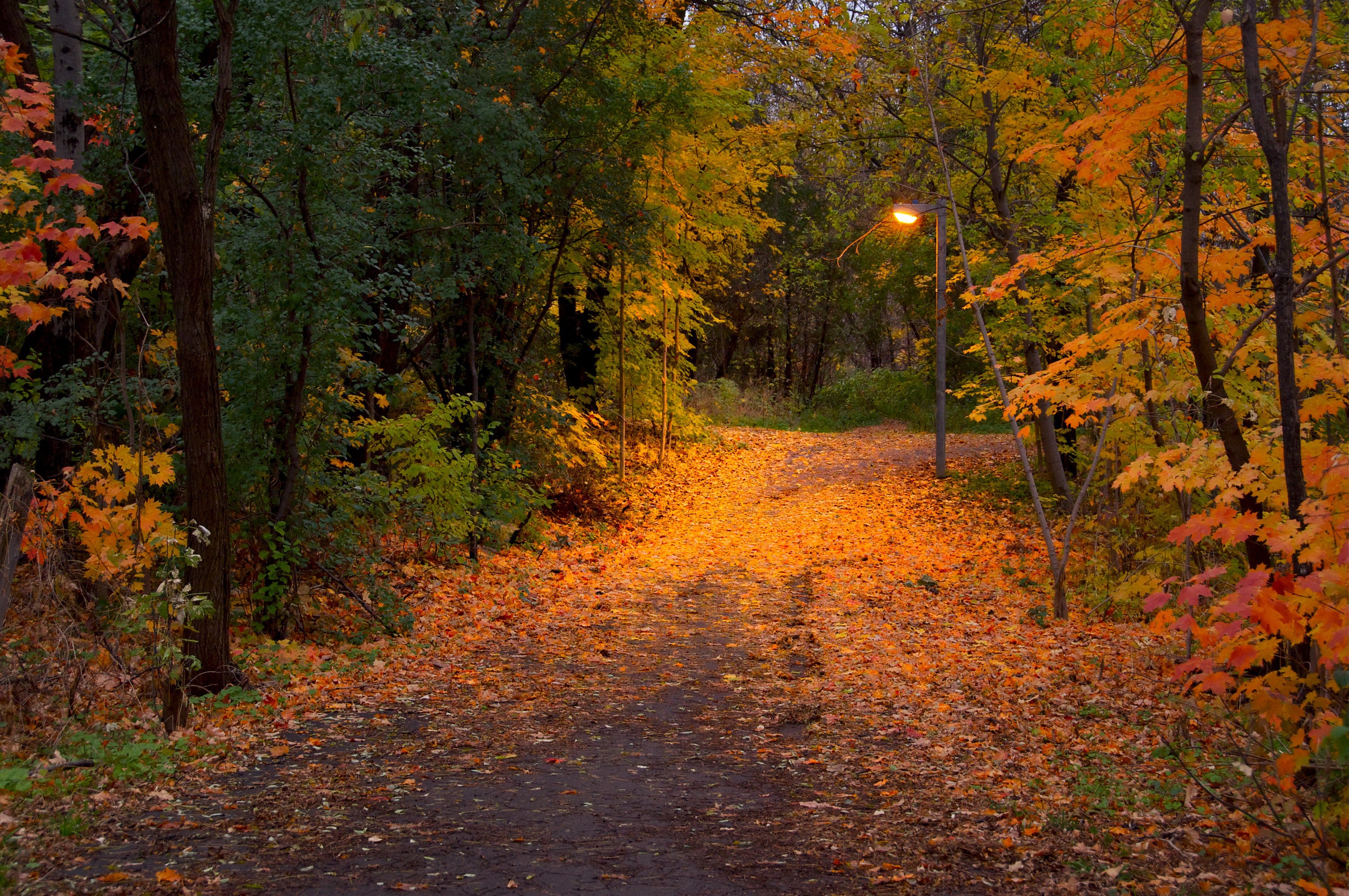 Autumn park path covered in fallen leaves with a lamppost HD Wallpaper