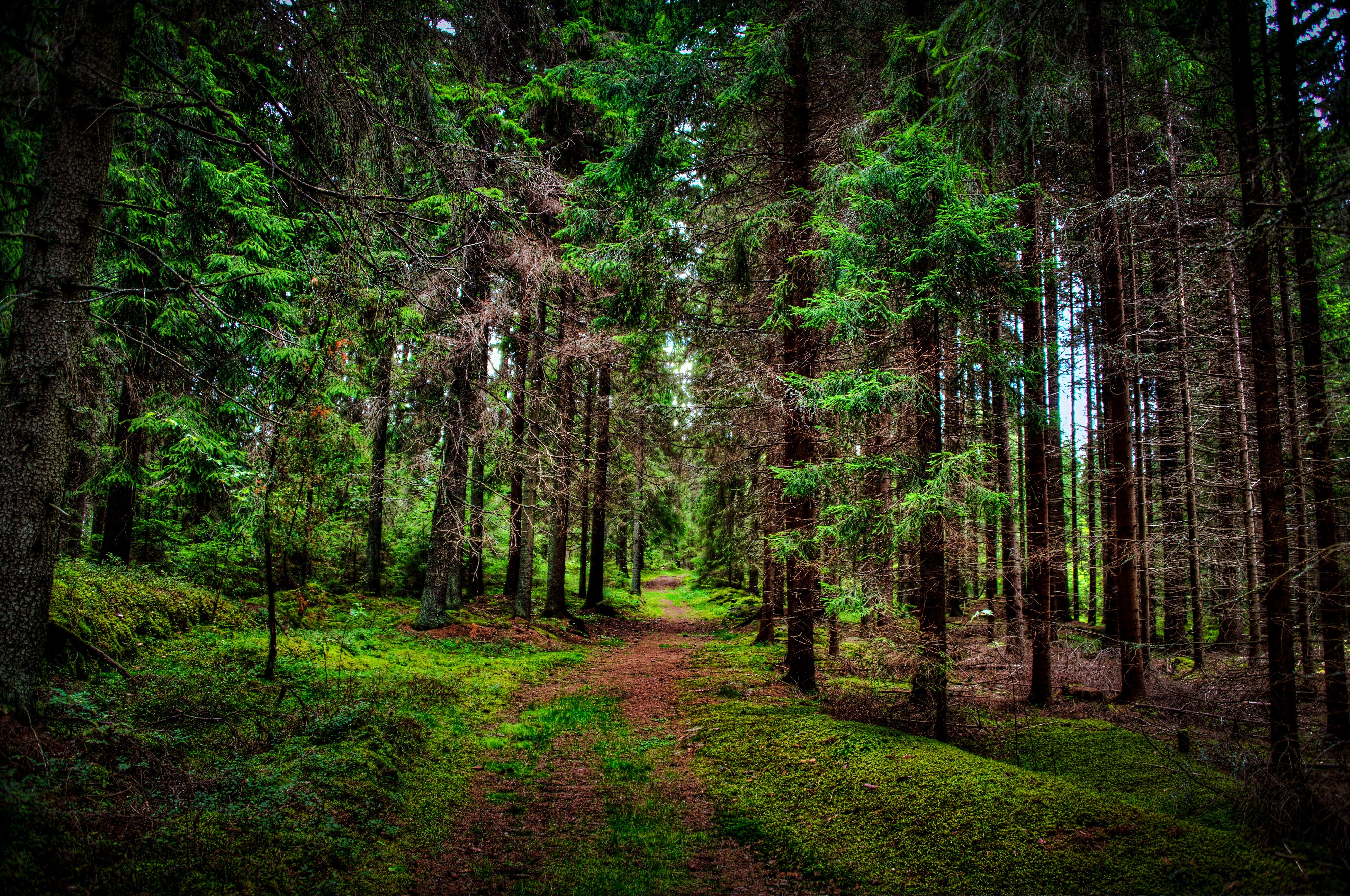 4K Forests Trail Trees HD Wallpaper