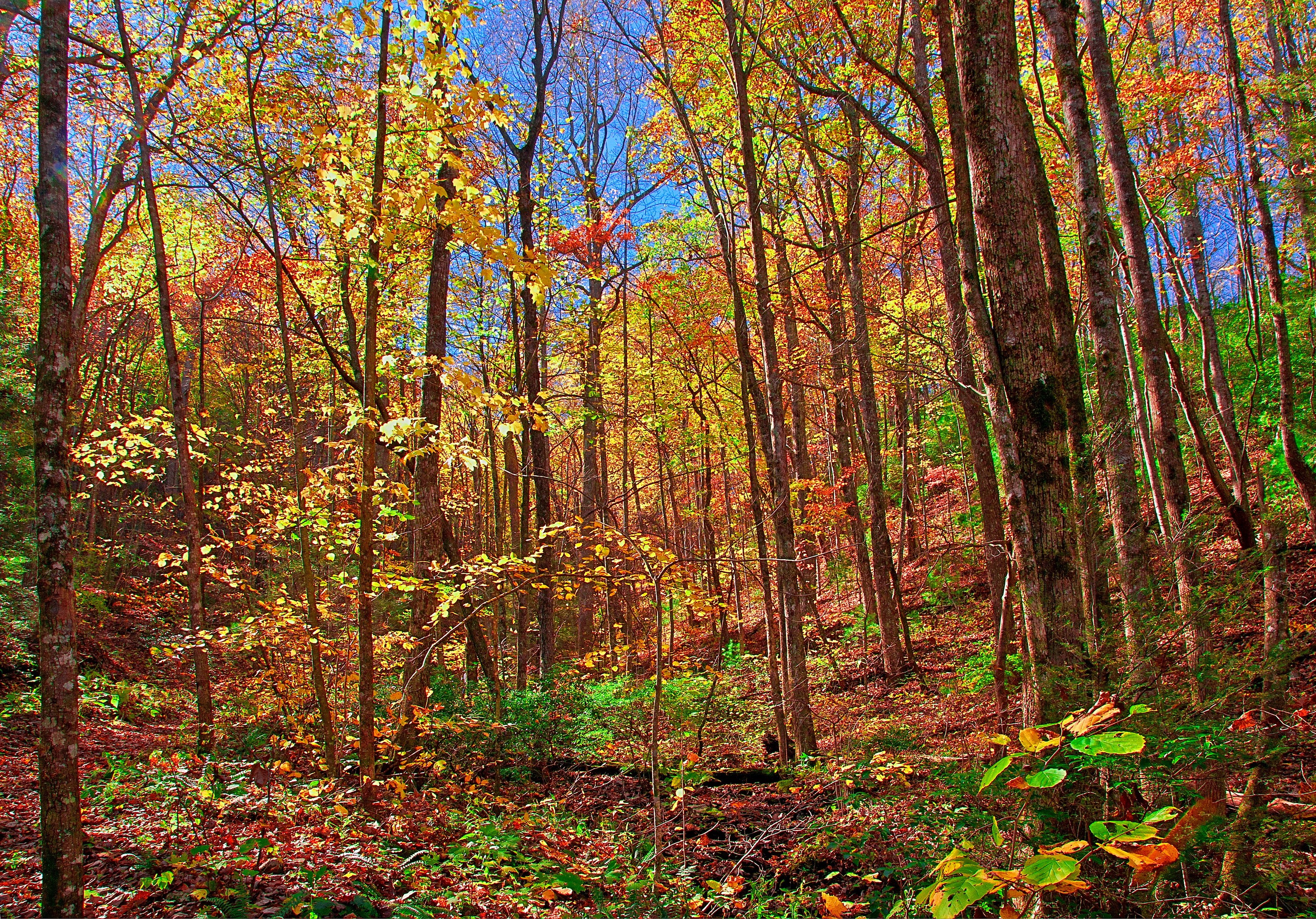 Autumn forest with colorful foliage and trees HD Wallpaper