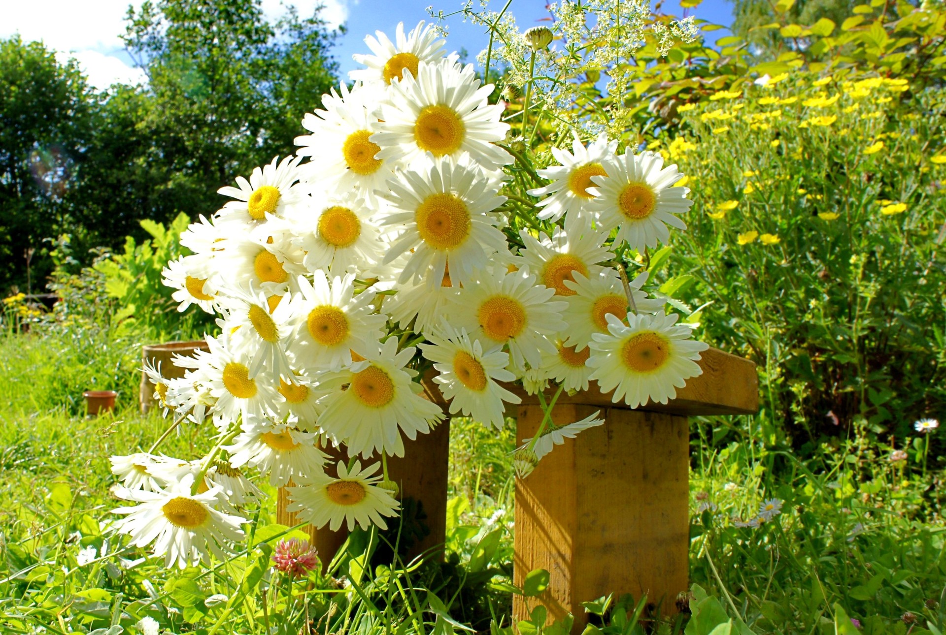 Bouquet of white daisies on a wooden stand in a garden HD Wallpaper