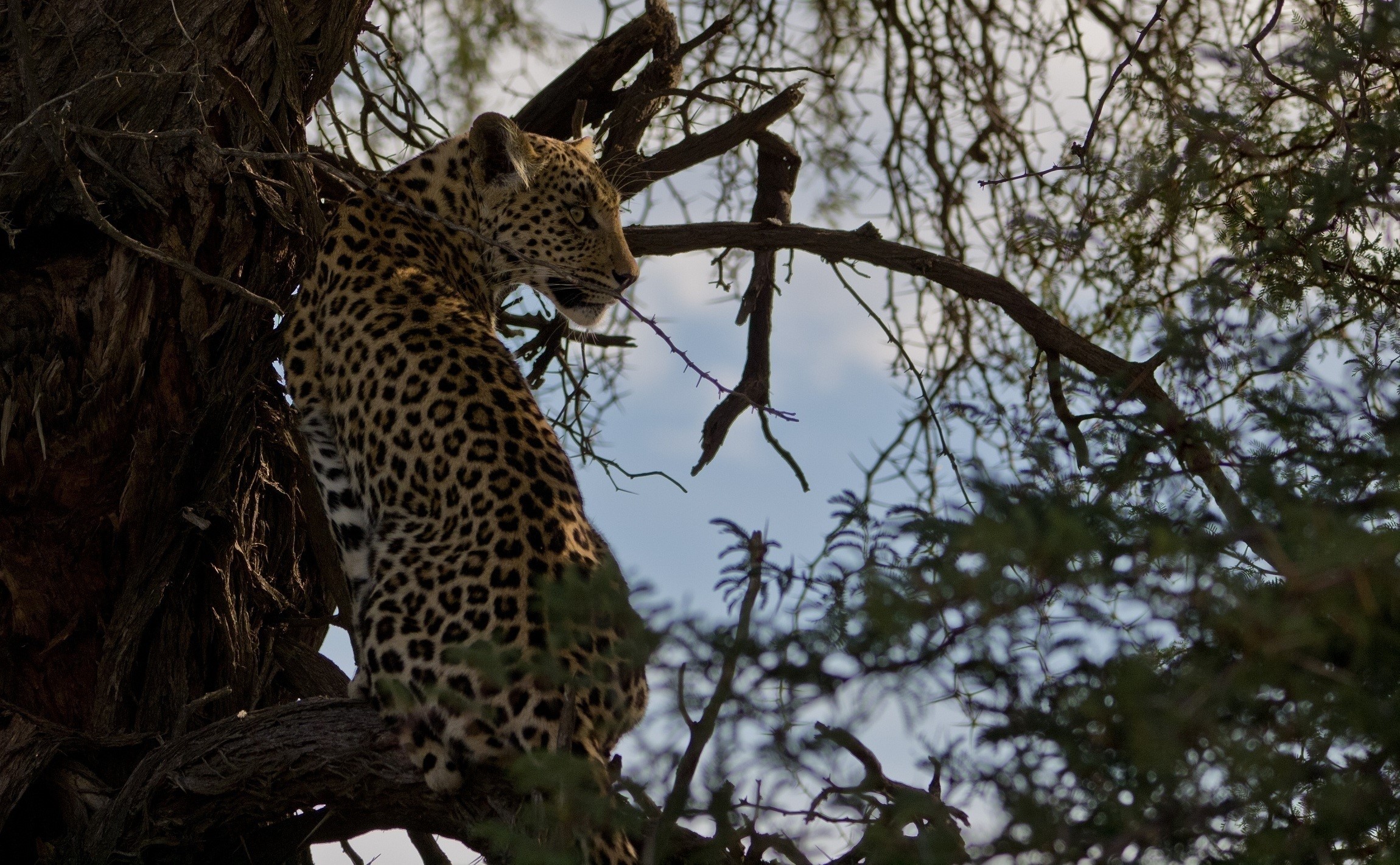 Leopard sitting on tree branches HD Wallpaper