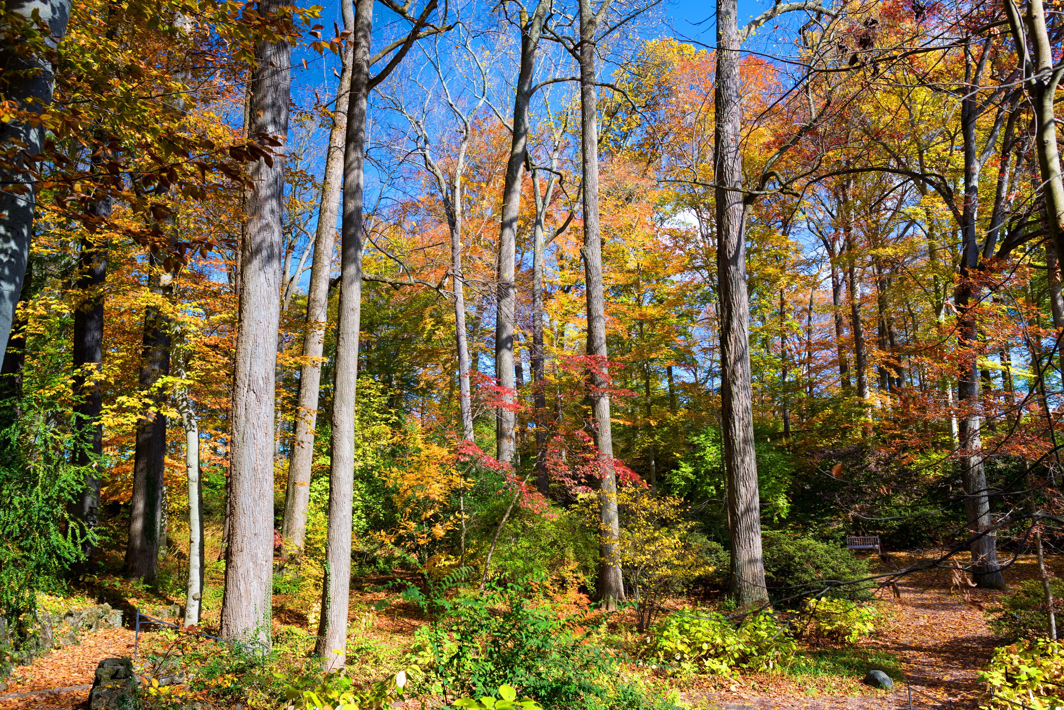 Autumn forest with colorful trees and fallen leaves HD Wallpaper