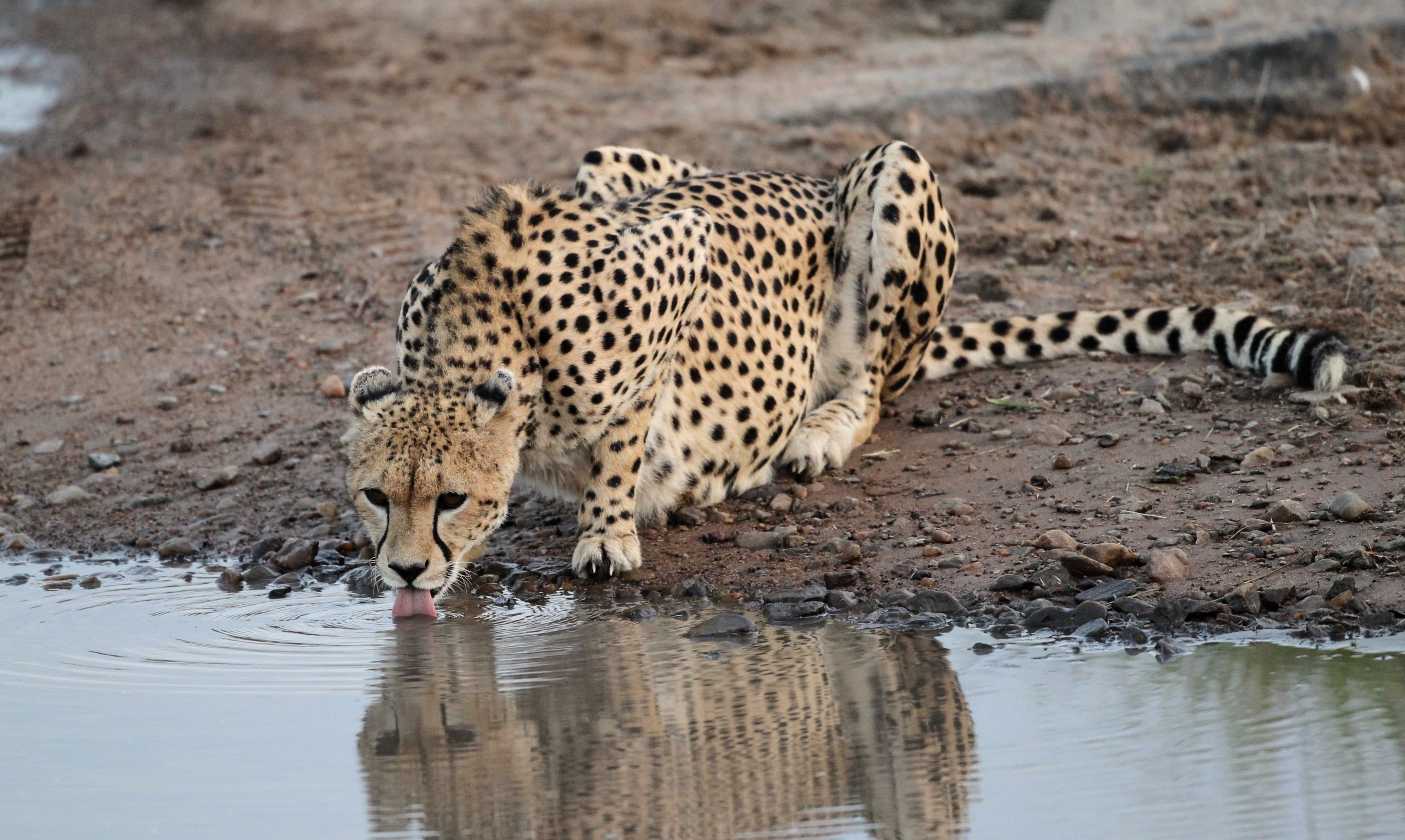 Cheetah drinking water from a puddle HD Wallpaper