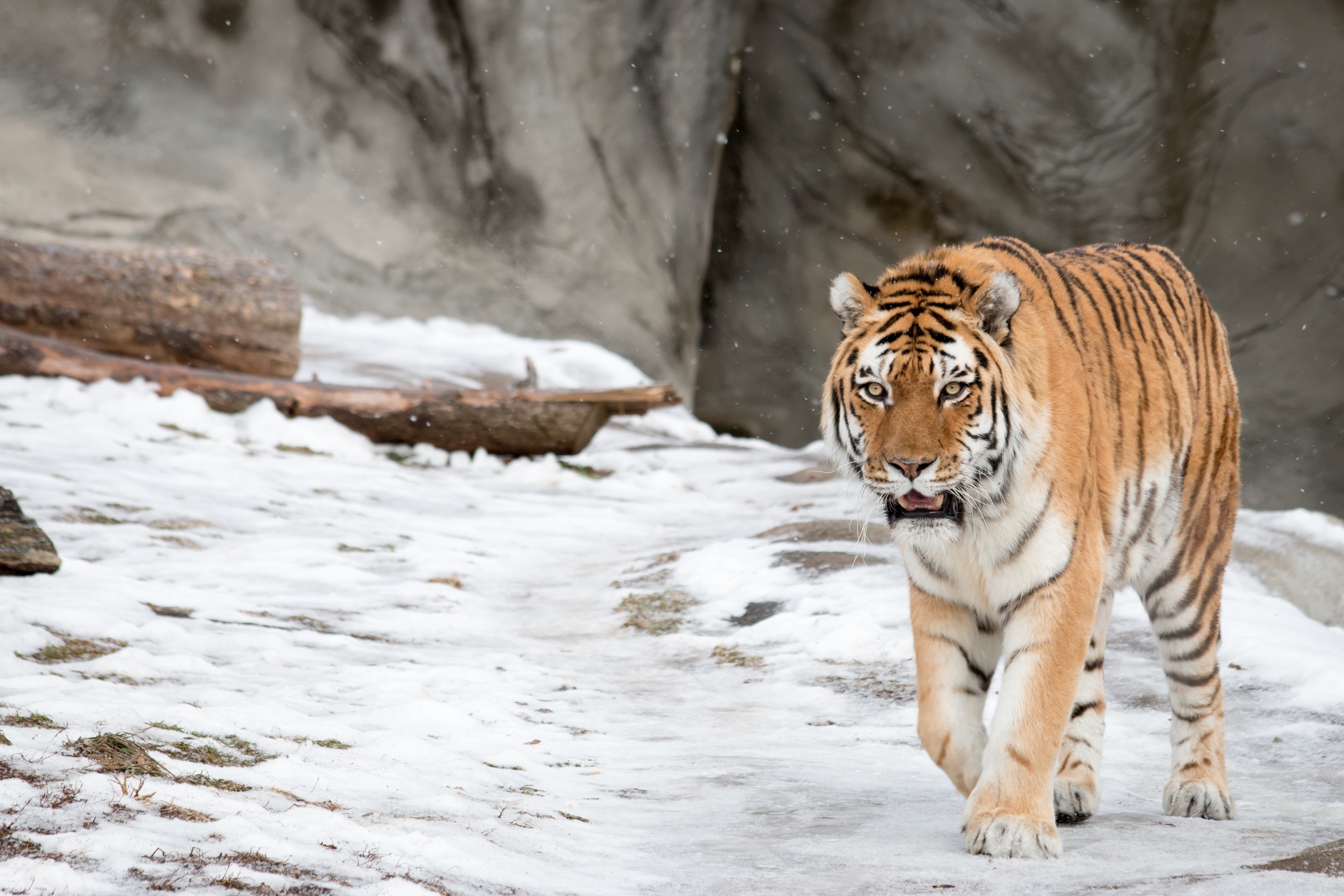Tiger walking in the snow HD Wallpaper