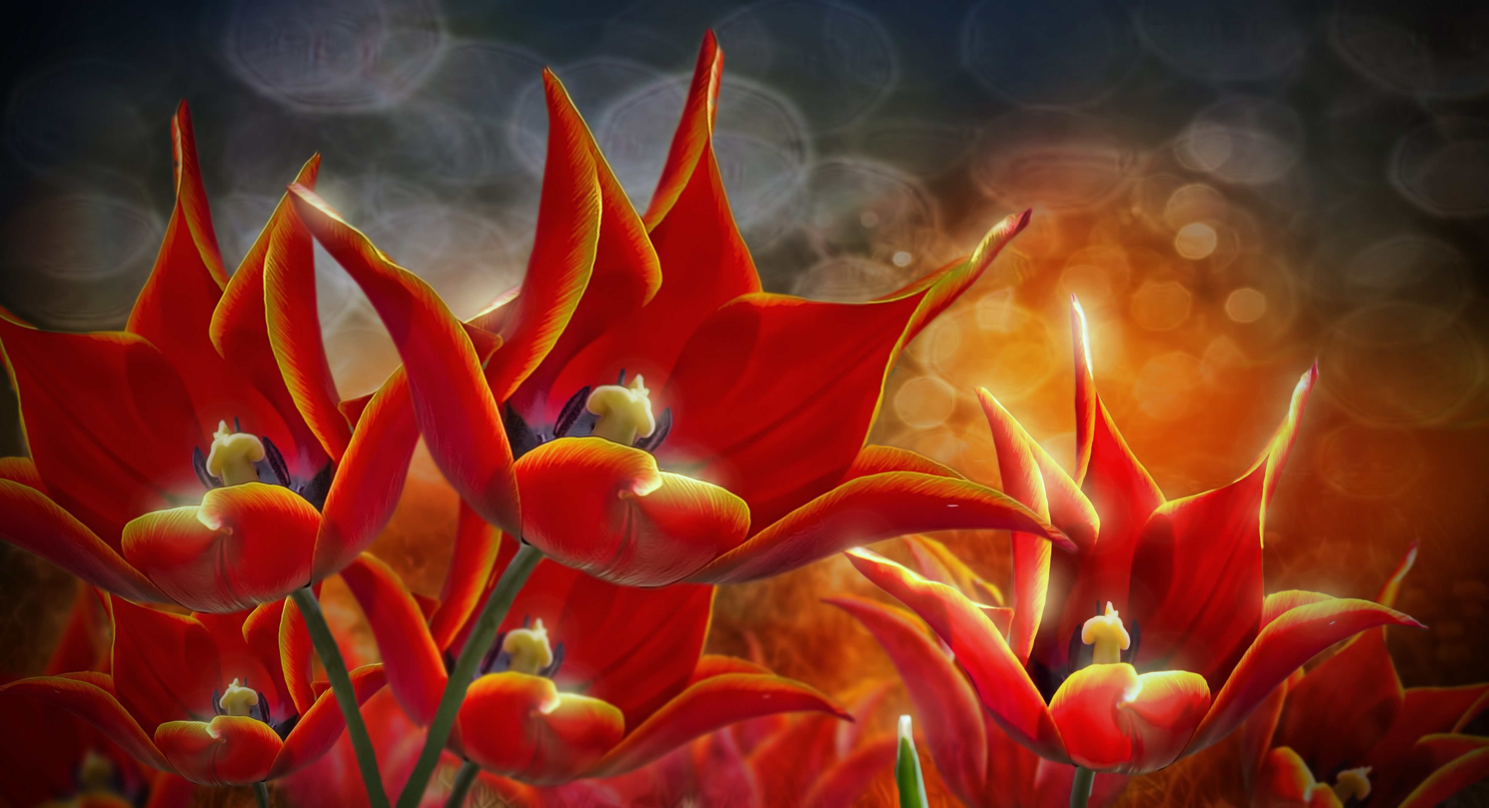 Red Tulips with Bokeh Background HD Wallpaper