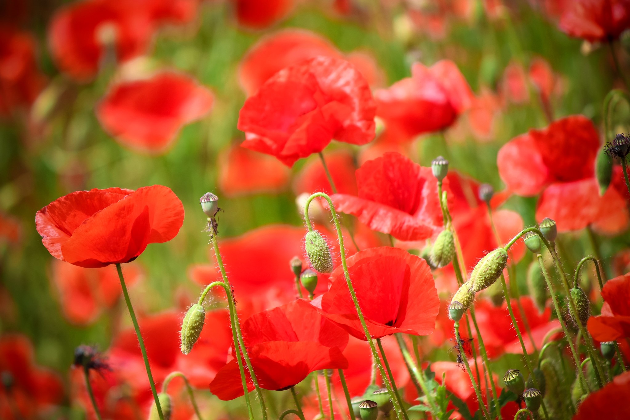 Field of Red Poppies HD Wallpaper