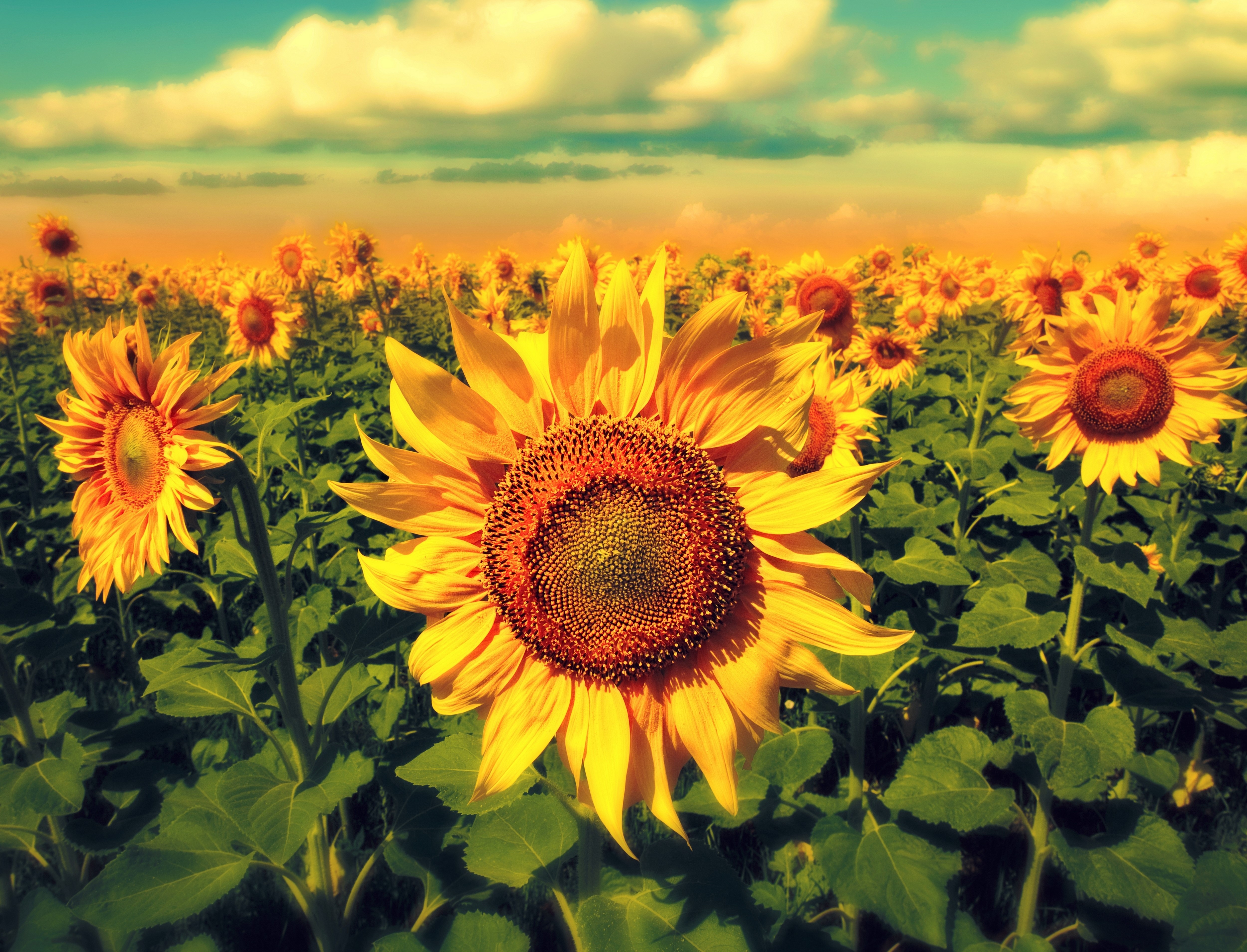 Field of Sunflowers under a Cloudy Sky HD Wallpaper