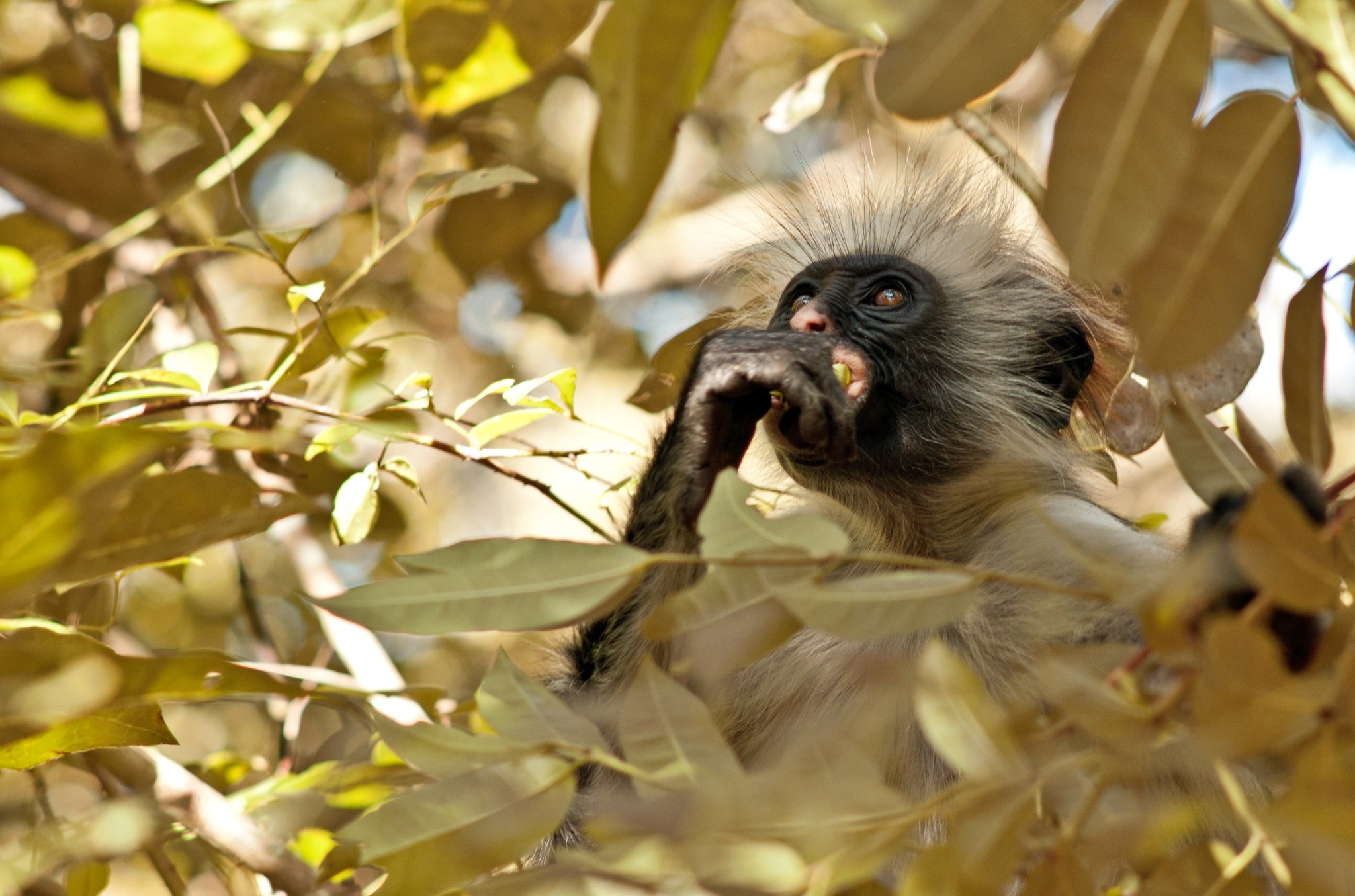 Red Colobus Monkey Eating Fruit in Tree HD Wallpaper