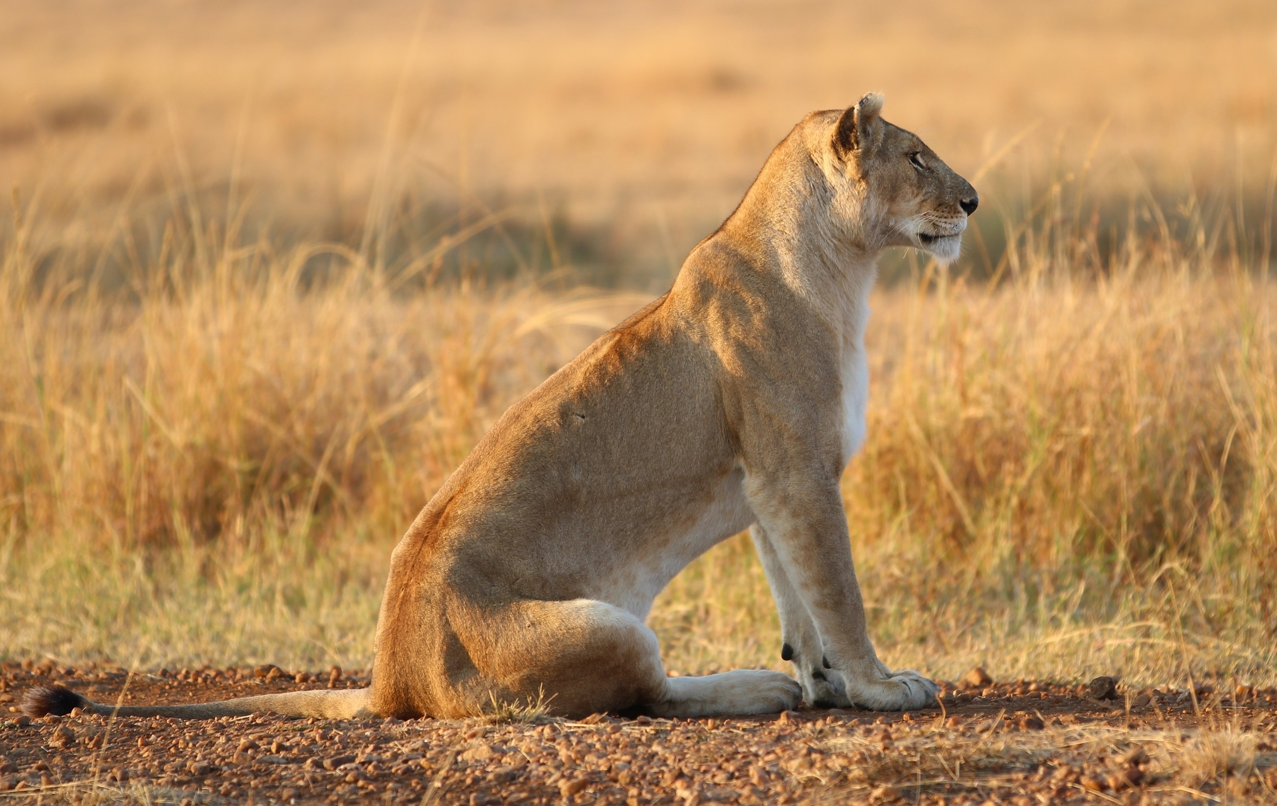 Lion sitting in a grassy field HD Wallpaper