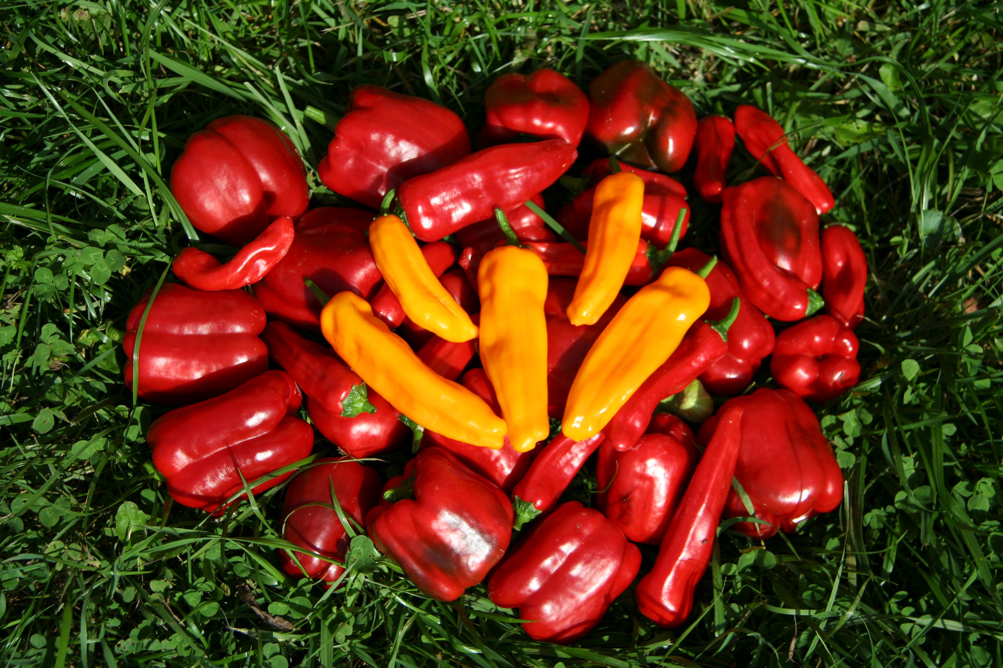 Red and yellow peppers on green grass HD Wallpaper