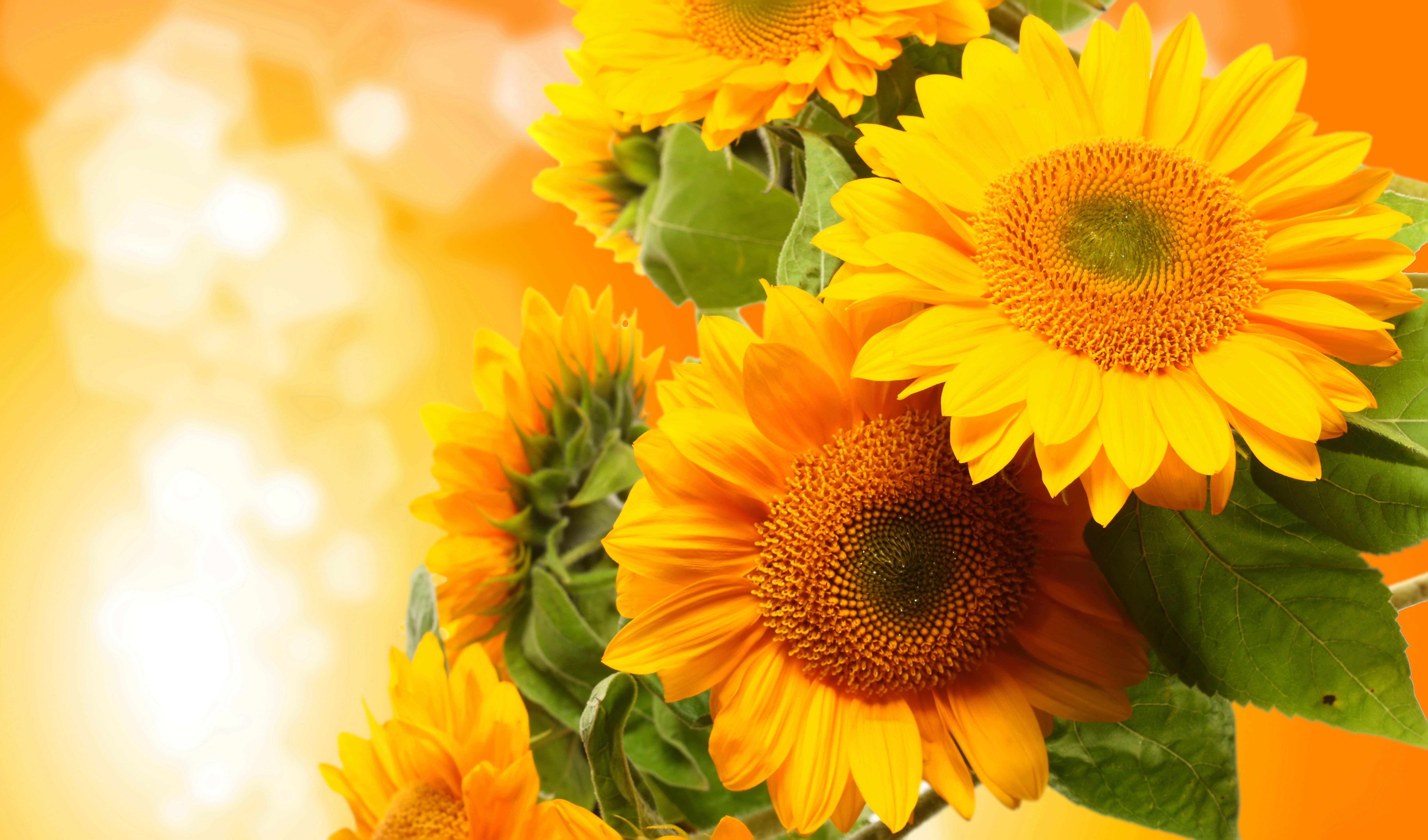 Sunflowers Closeup HD Wallpaper