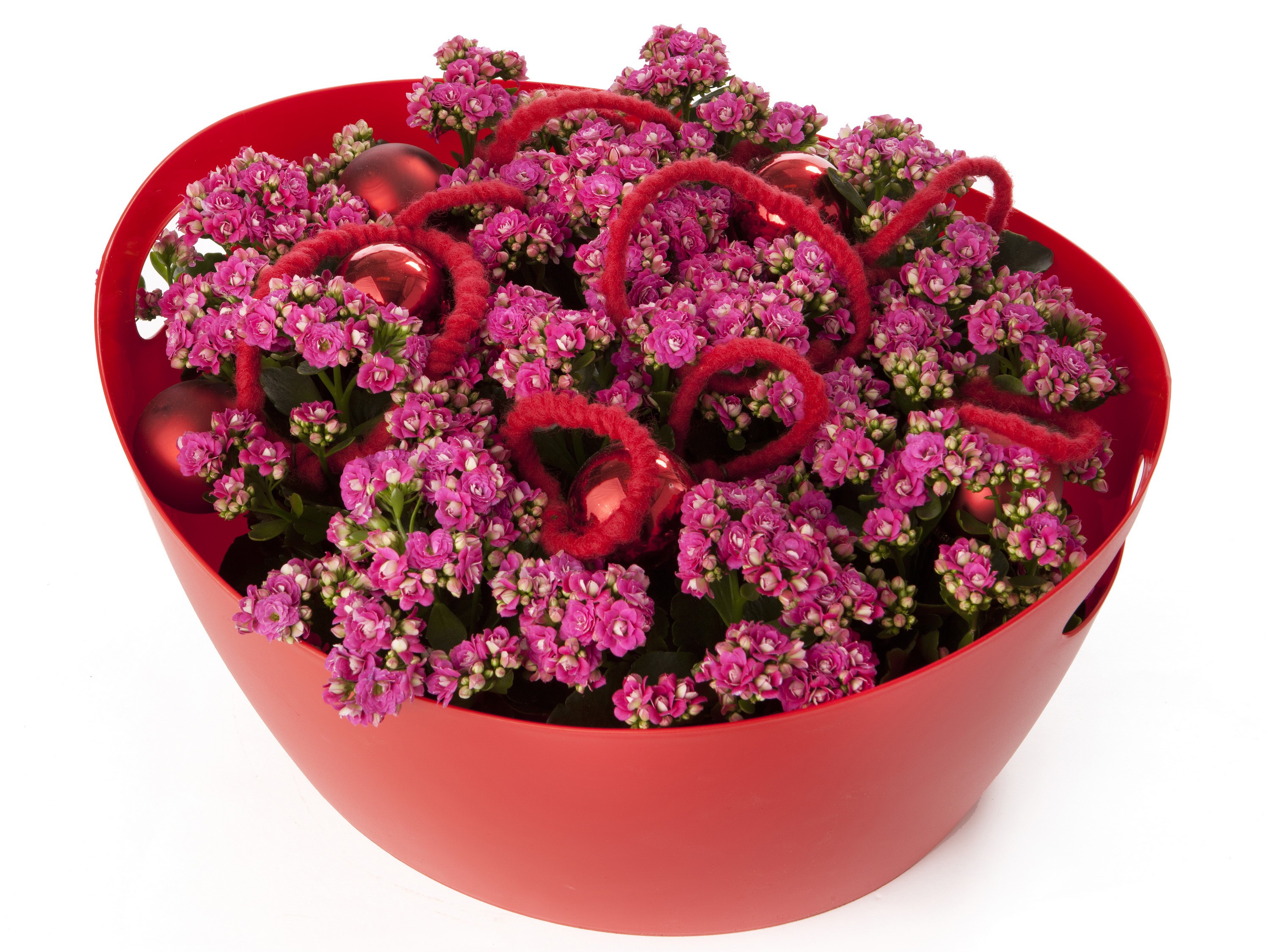 Pink Kalanchoe flowers with red ornaments in a red pot HD Wallpaper