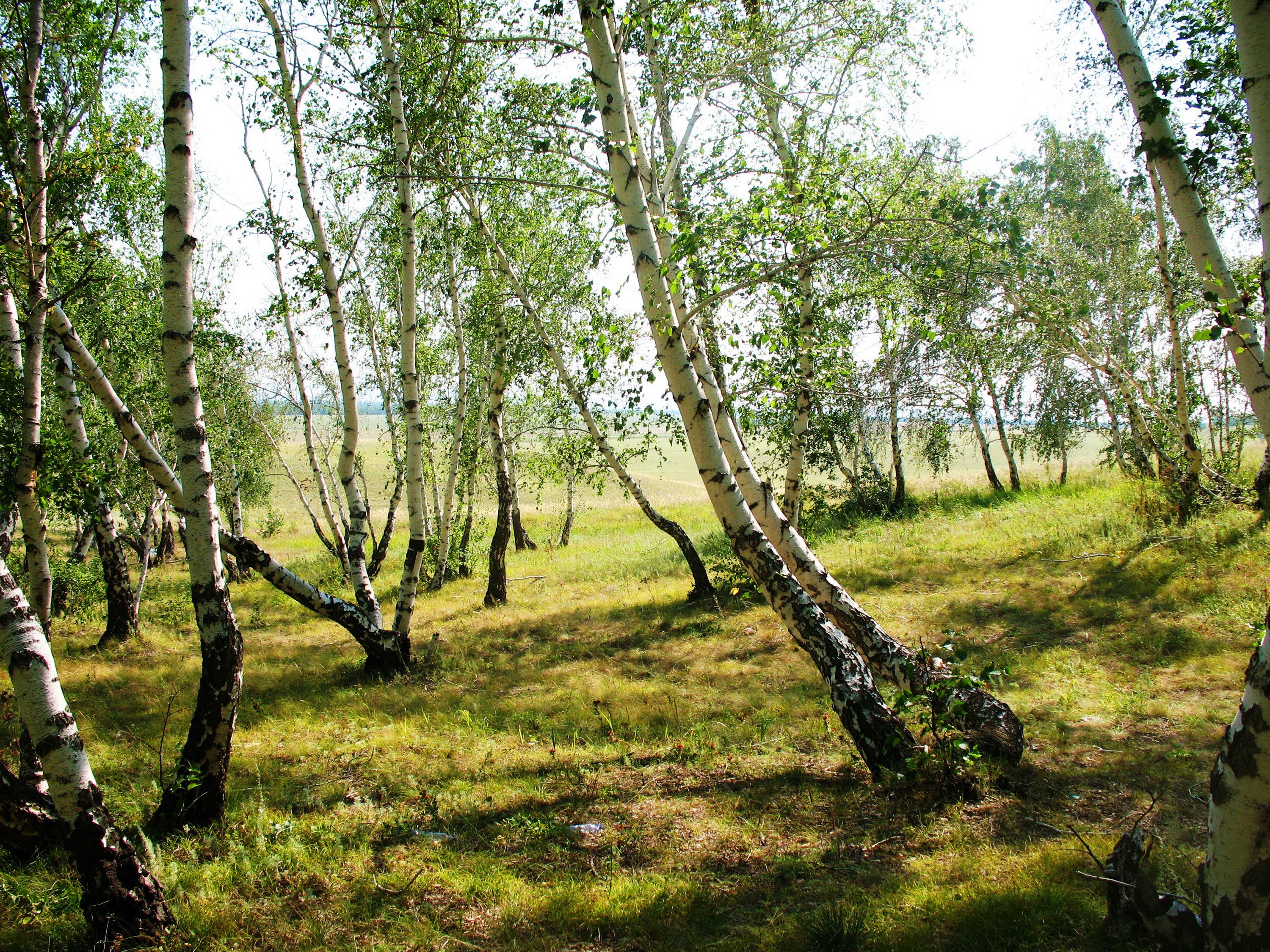 Birch trees in a grassy field HD Wallpaper