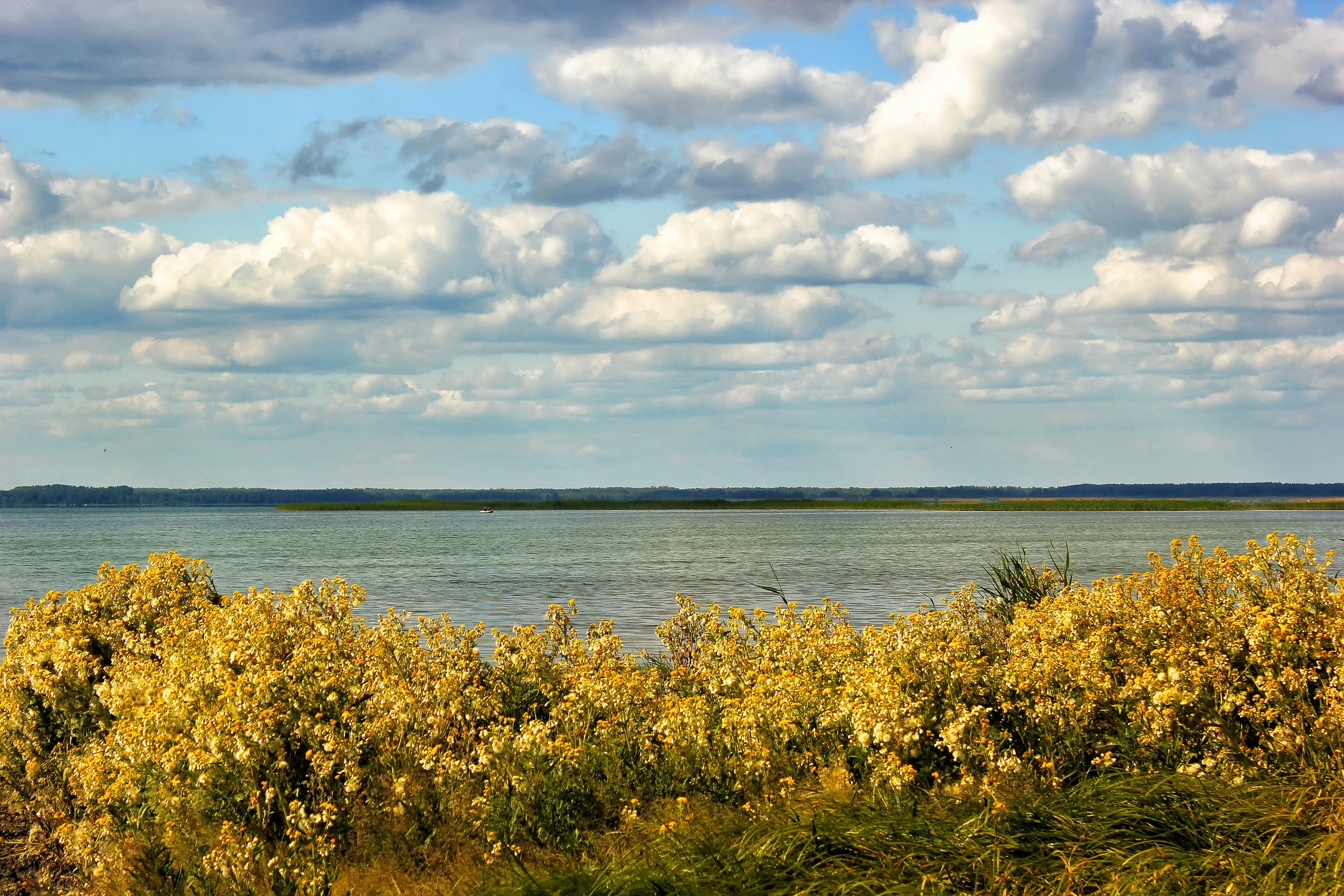 Lake with yellow flowers and cloudy sky HD Wallpaper