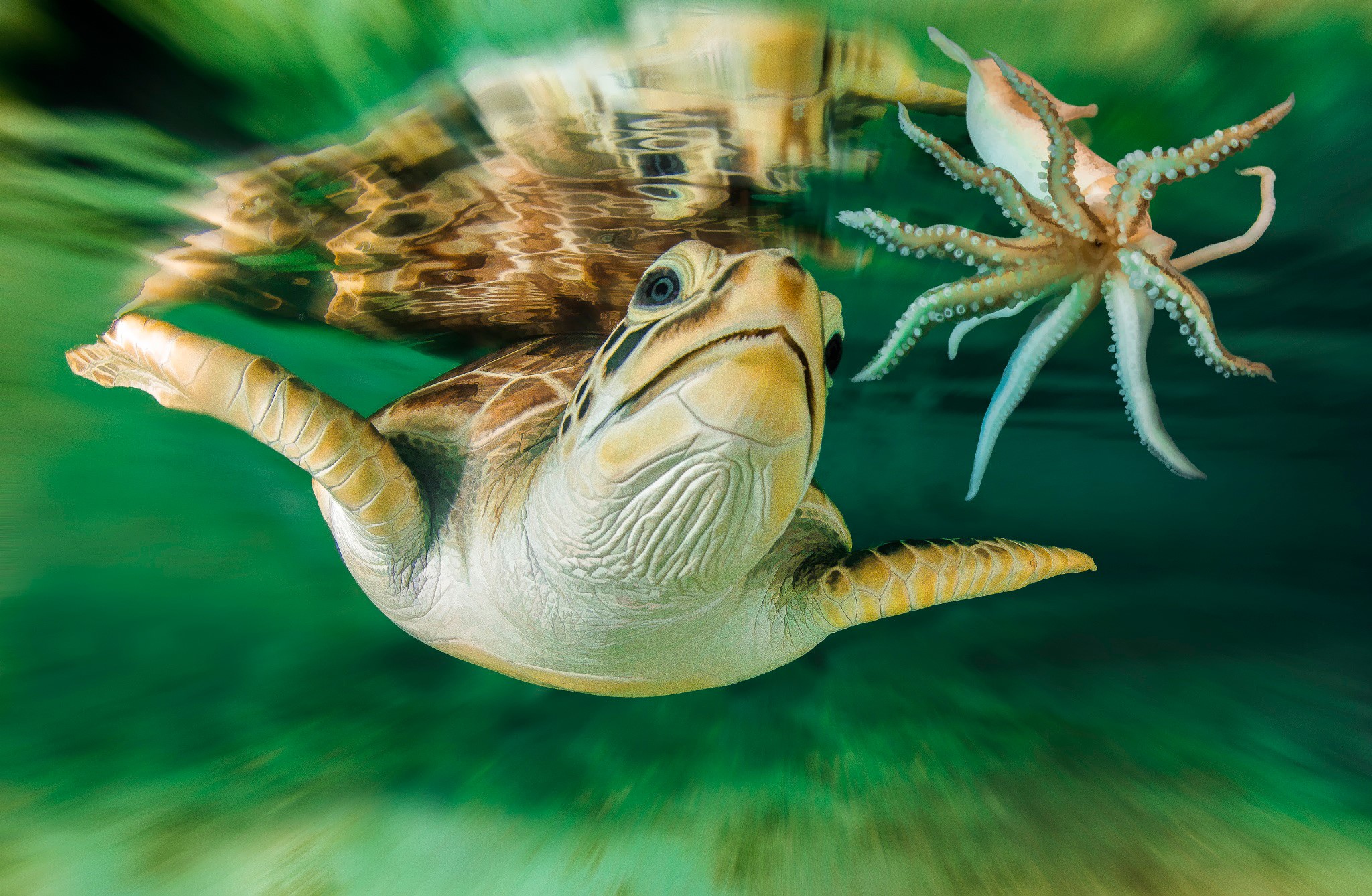 Sea turtle and octopus underwater HD Wallpaper
