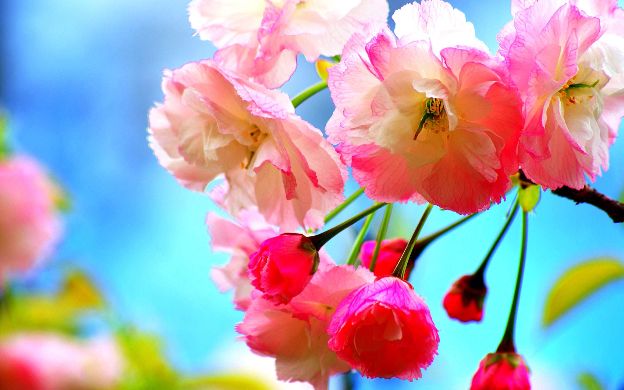 Pink and white cherry blossoms against a blue sky HD Wallpaper