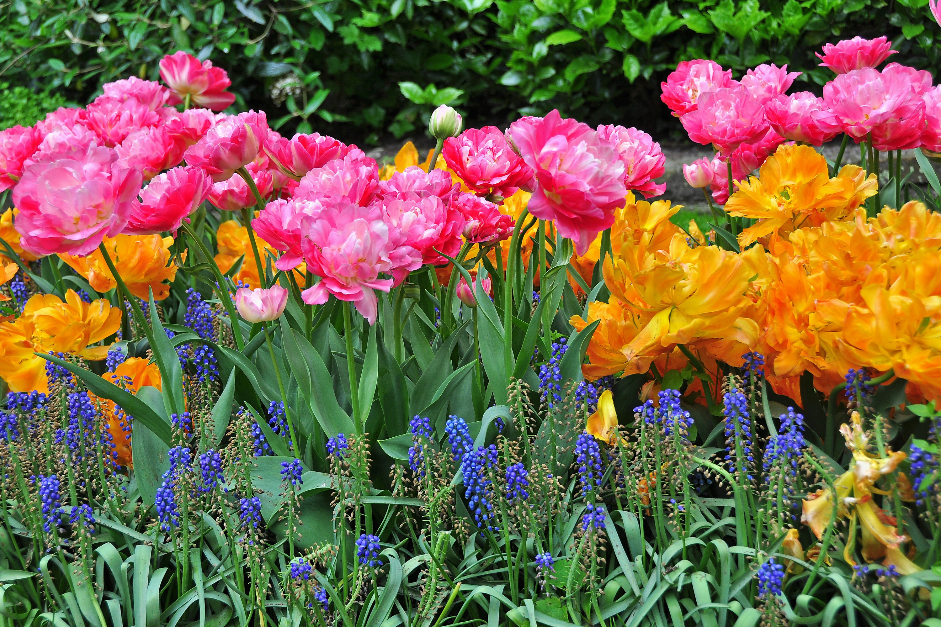 Pink and yellow tulips with blue muscari flowers HD Wallpaper